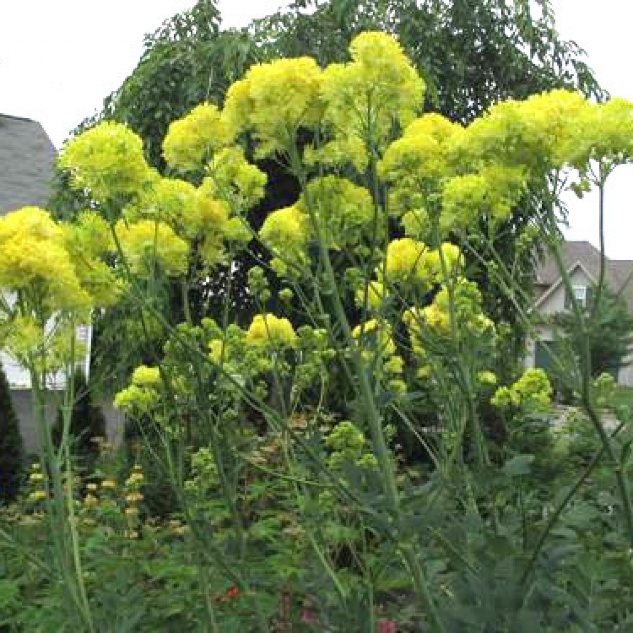 604960-thalictrum-flavum-ssp-glaucum