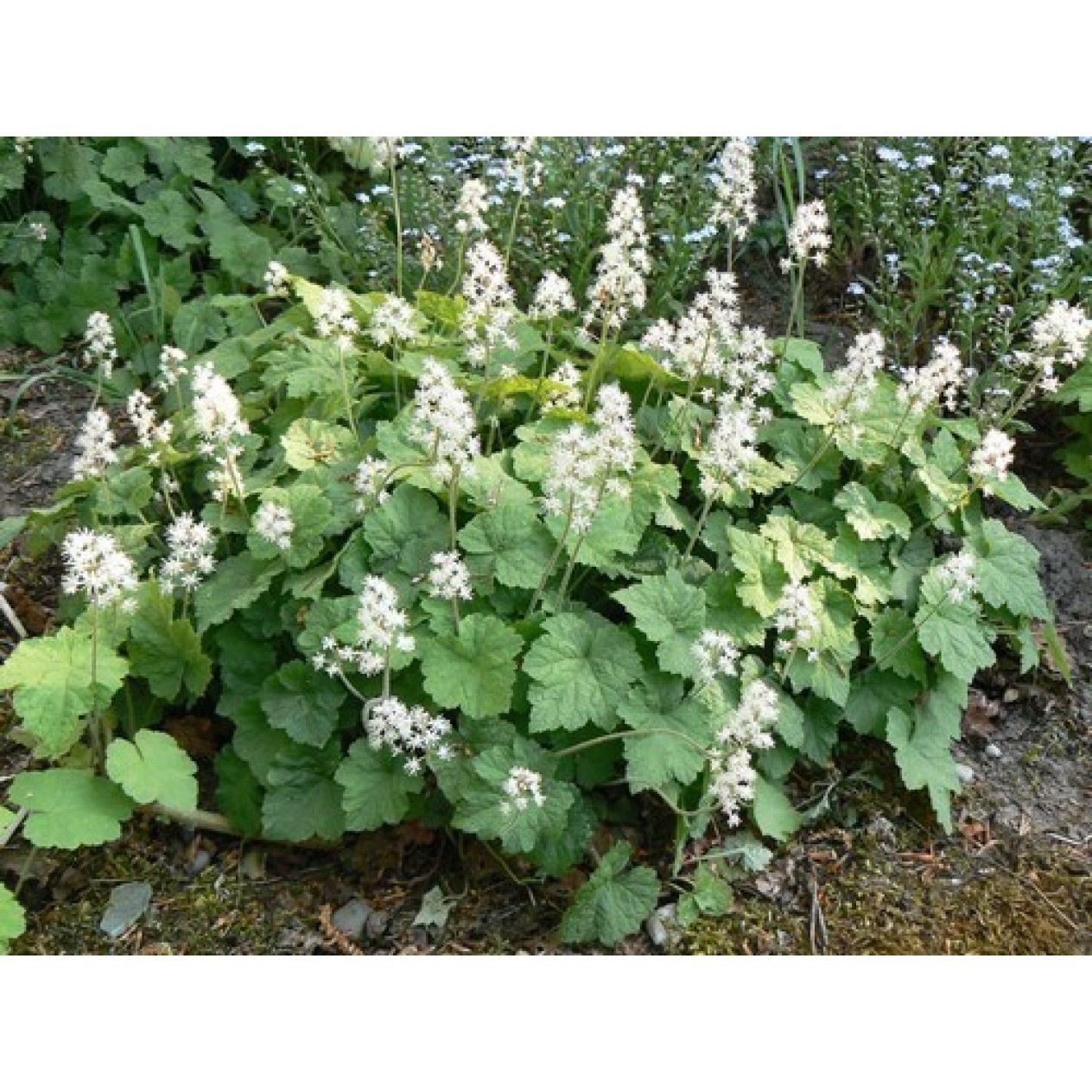 605020-tiarella-wherryi-sugar-scoop