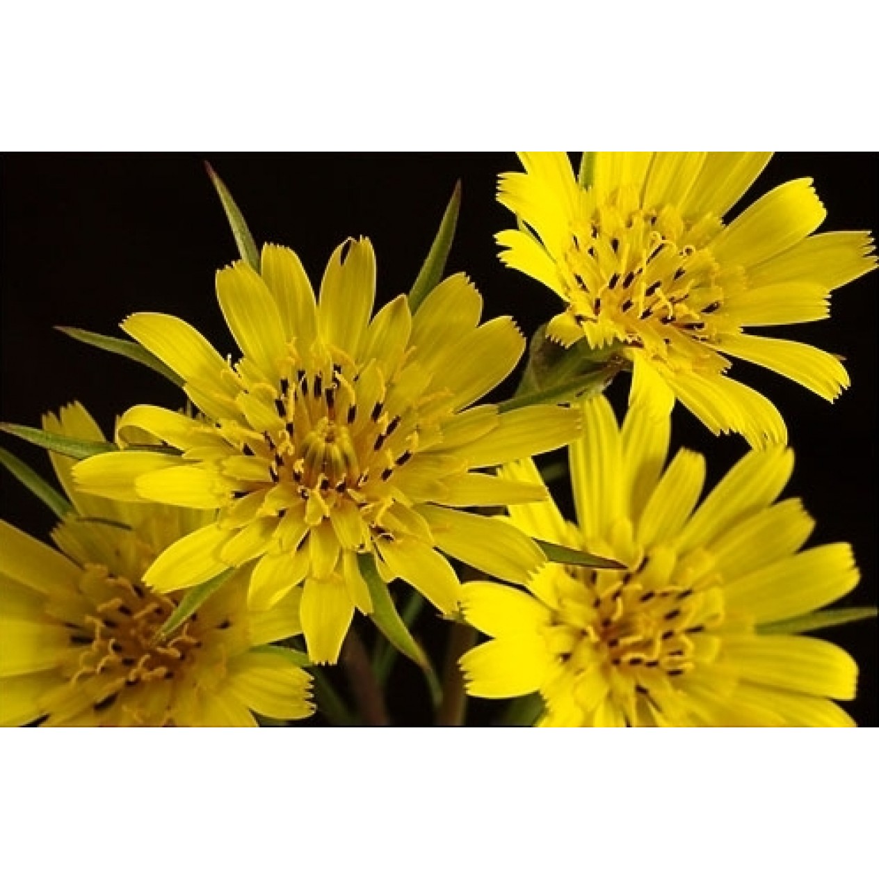 605050-tragopogon-pratensis
