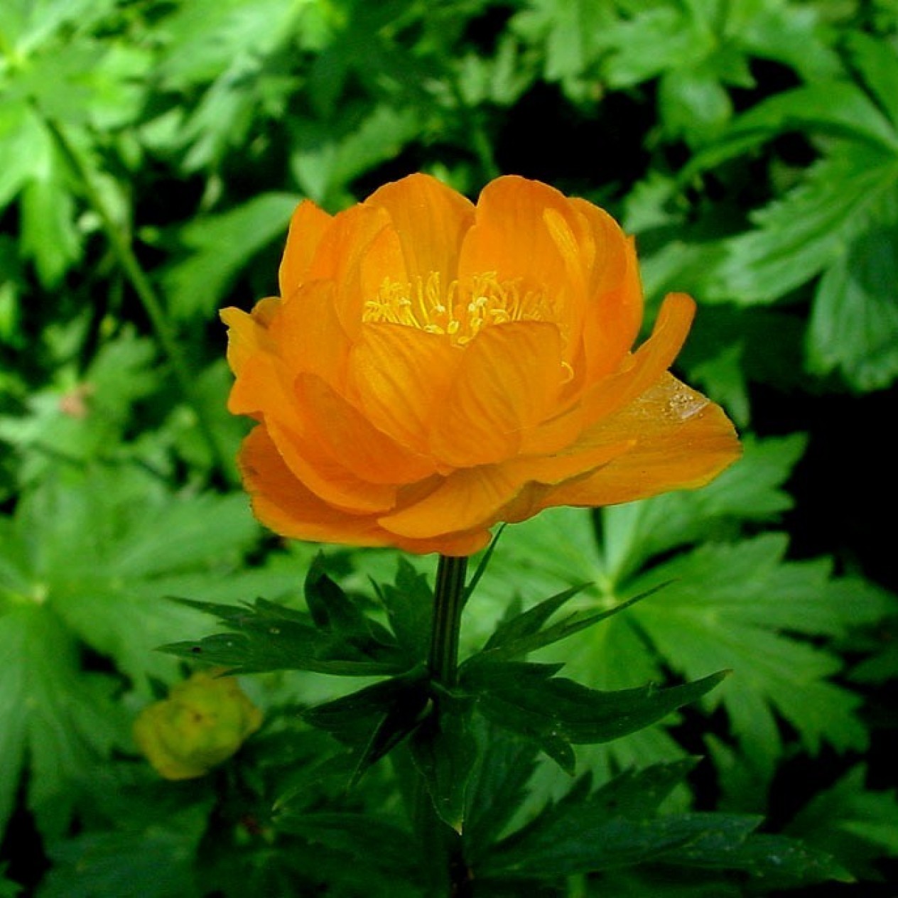 605200-trollius-chinensis-golden-queen