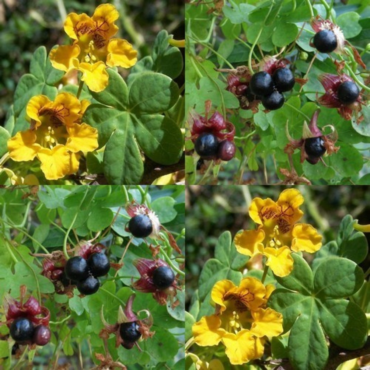 605240-tropaeolum-ciliatum