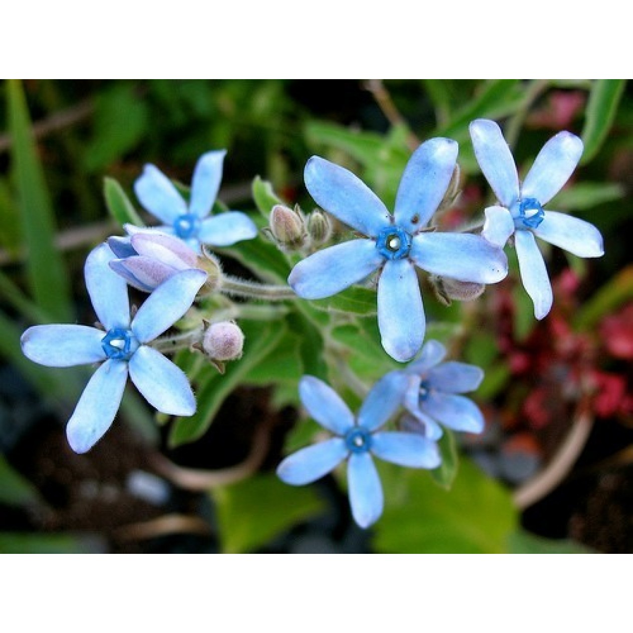 605300-tweedia-caerulea