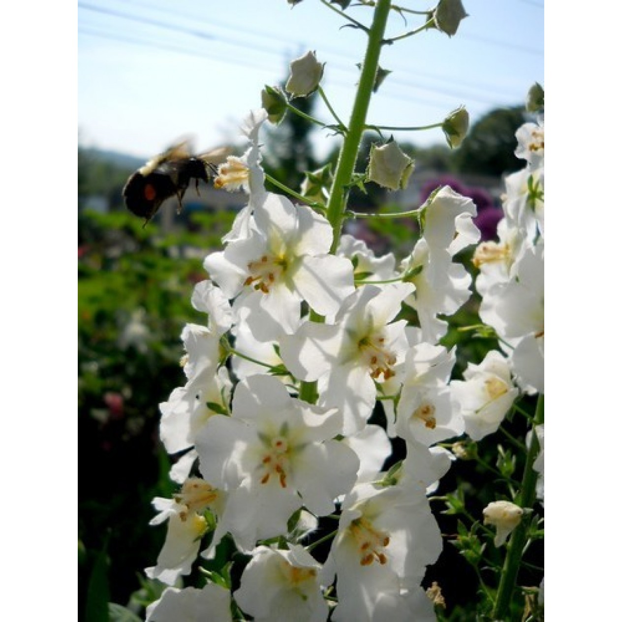 605795-verbascum-phoeniceum-flush-white