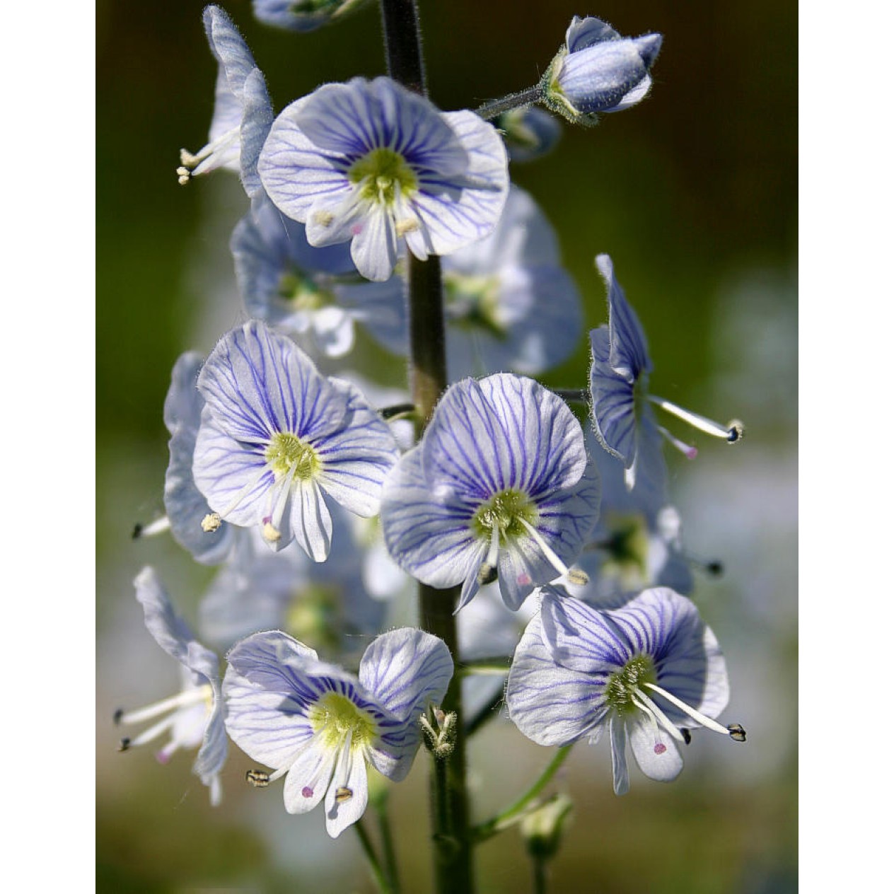 606000-veronica-gentianoides