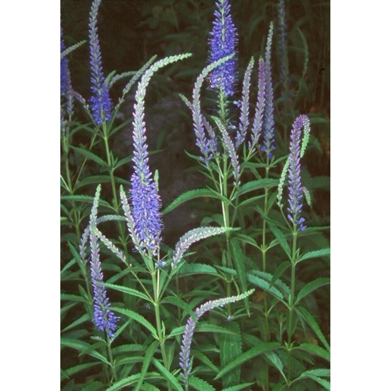 606080-veronica-longifolia-blue-shades