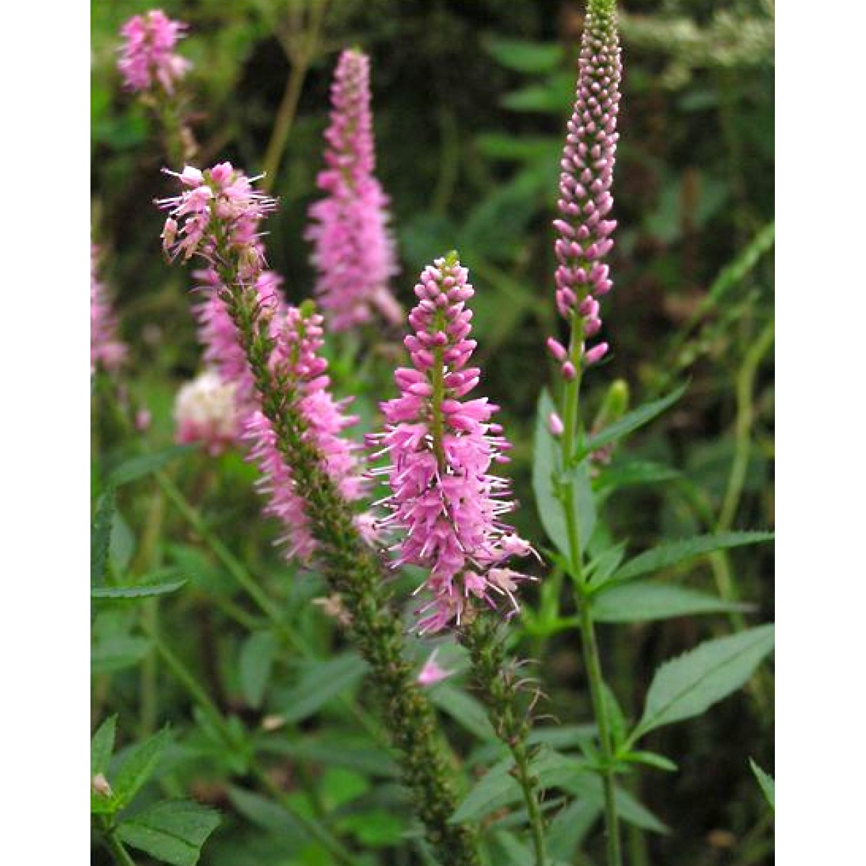 606100-veronica-longifolia-pink-shades