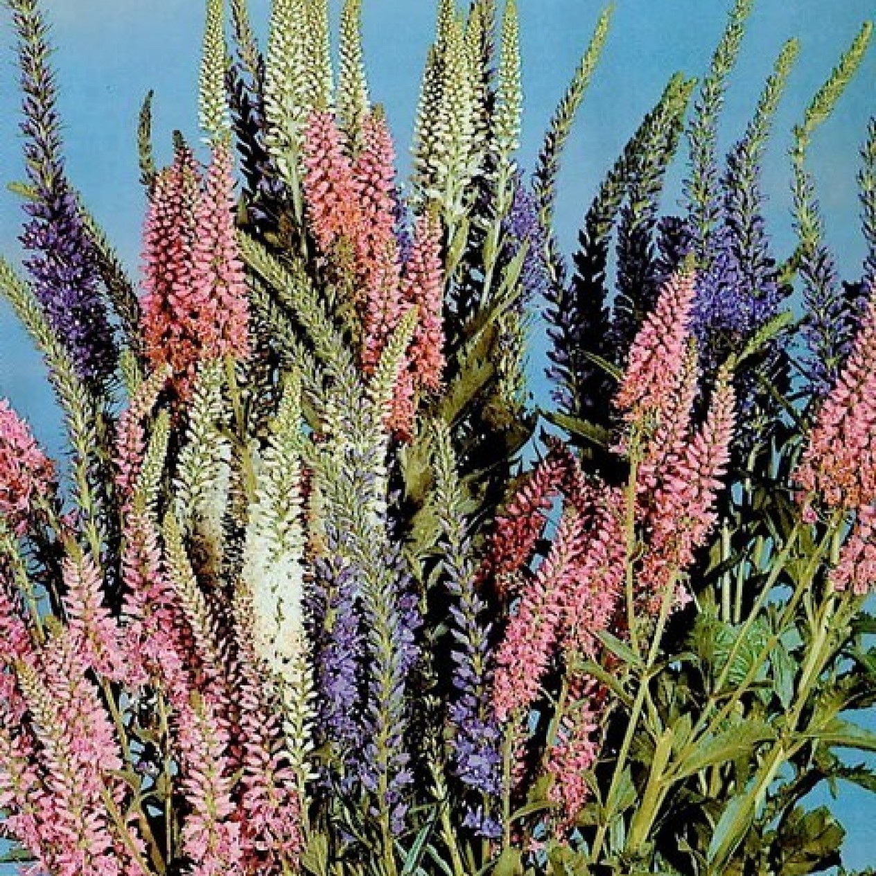 606300-veronica-spicata-sightseeing-mixed