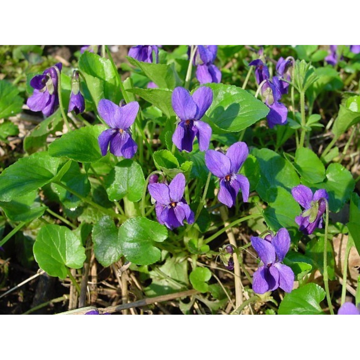 607000-viola-odorata-the-czar-queen-charlotte