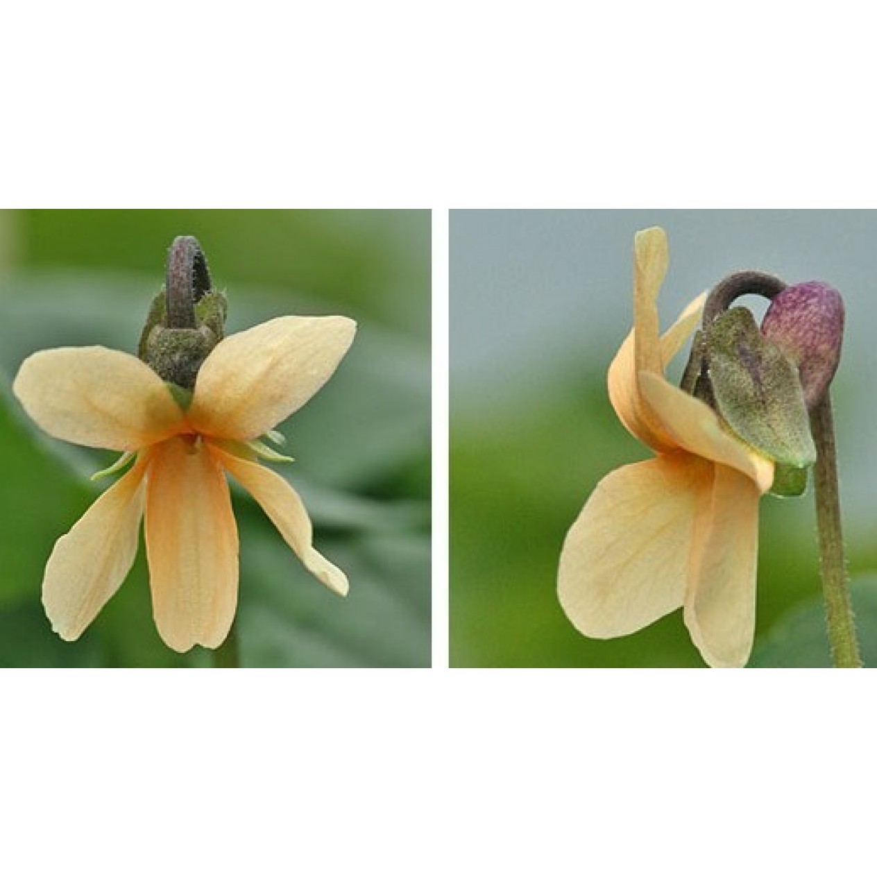 607010-viola-odorata-ssp-sulphurea