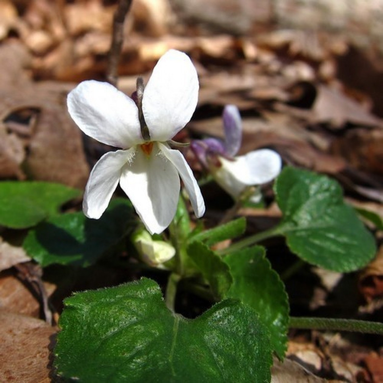 607020-viola-odorata-reine-neiges