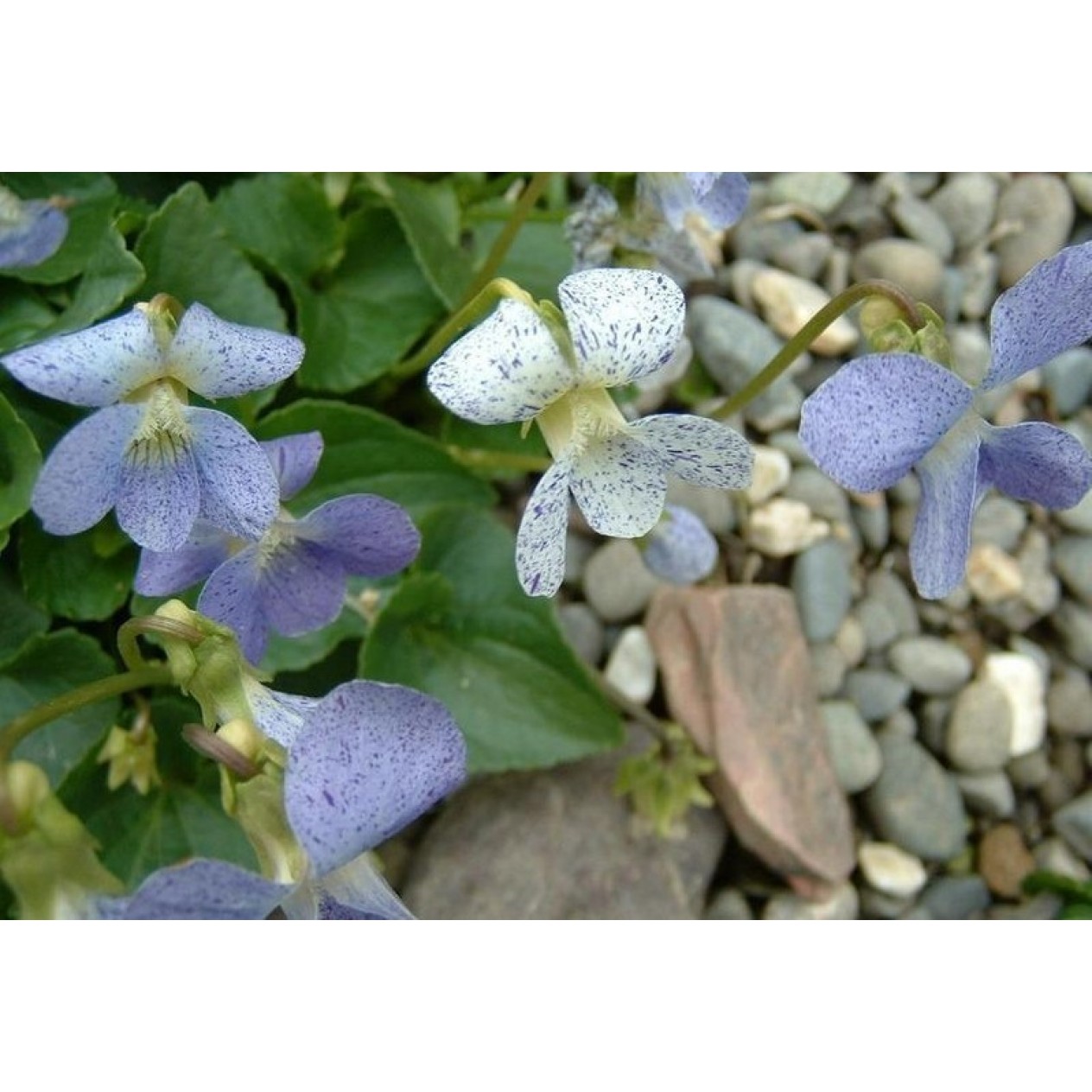 607200-viola-sororia-freckles
