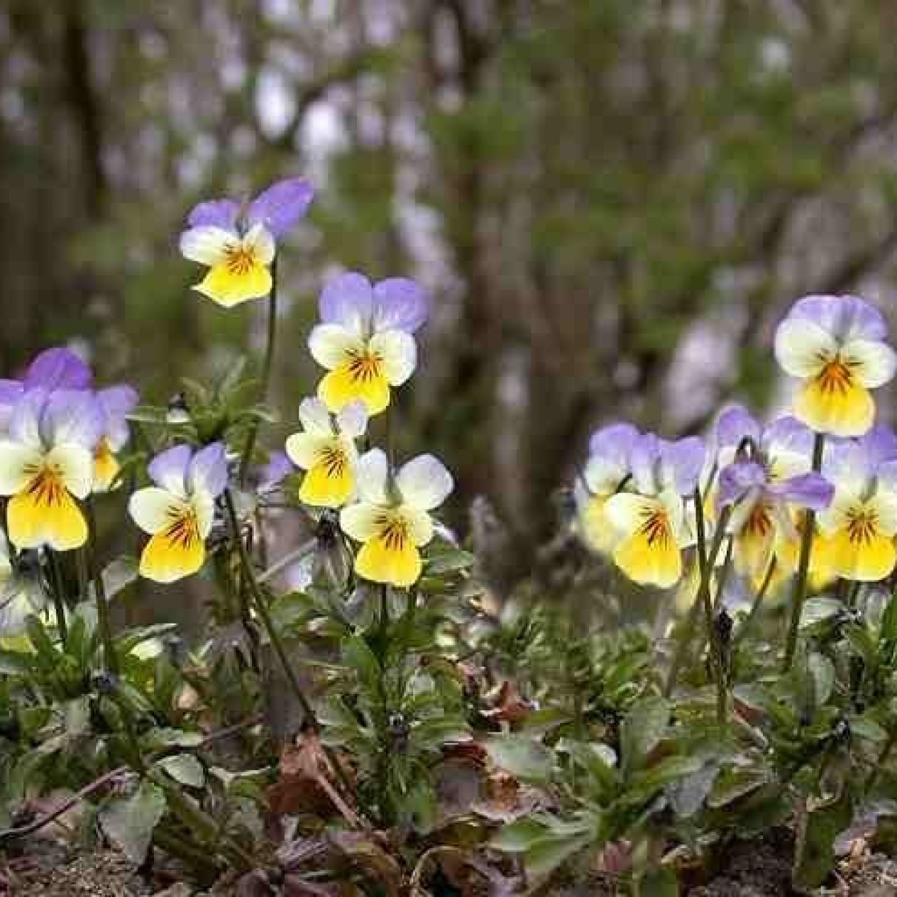 607300-viola-tricolor