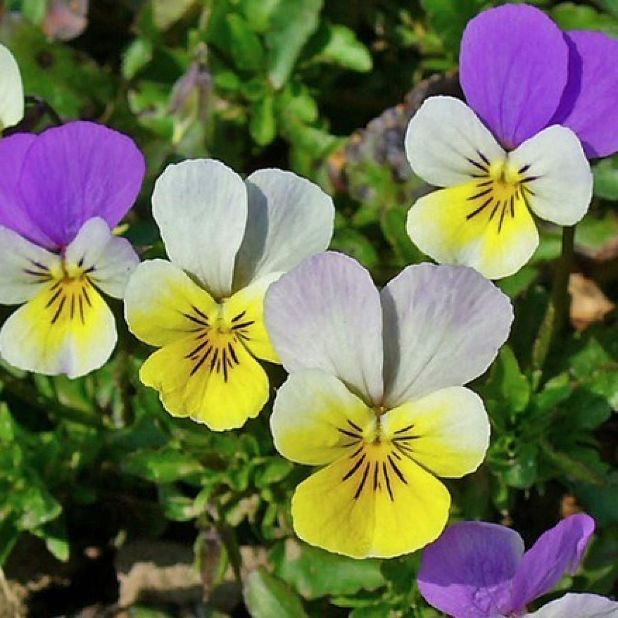 607305-viola-tricolor