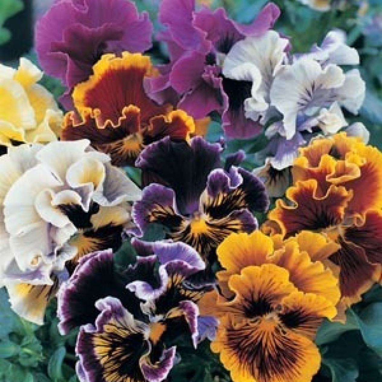 608550-viola-wittrockiana-hybriden-rococo-mixed-germania-frou-frou