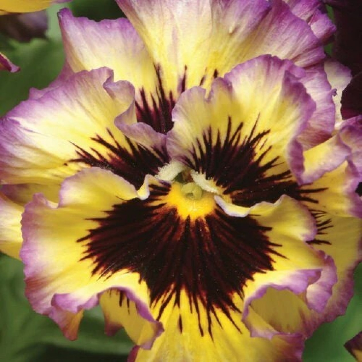 608560-viola-wittrockiana-hybriden-frizzle-sizzle-lemonberry