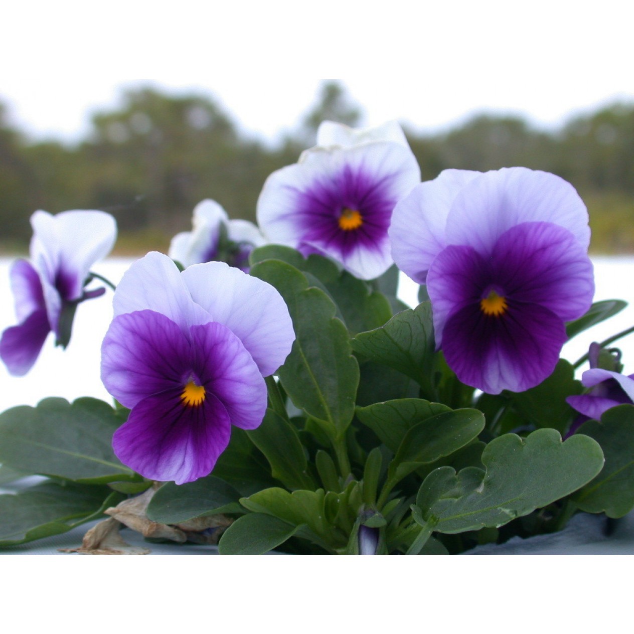 608750-viola-wittrockiana-hybriden-tempo-blau-weiss-beaconsfield