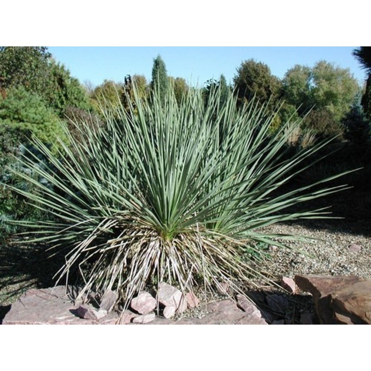 609300-yucca-glauca