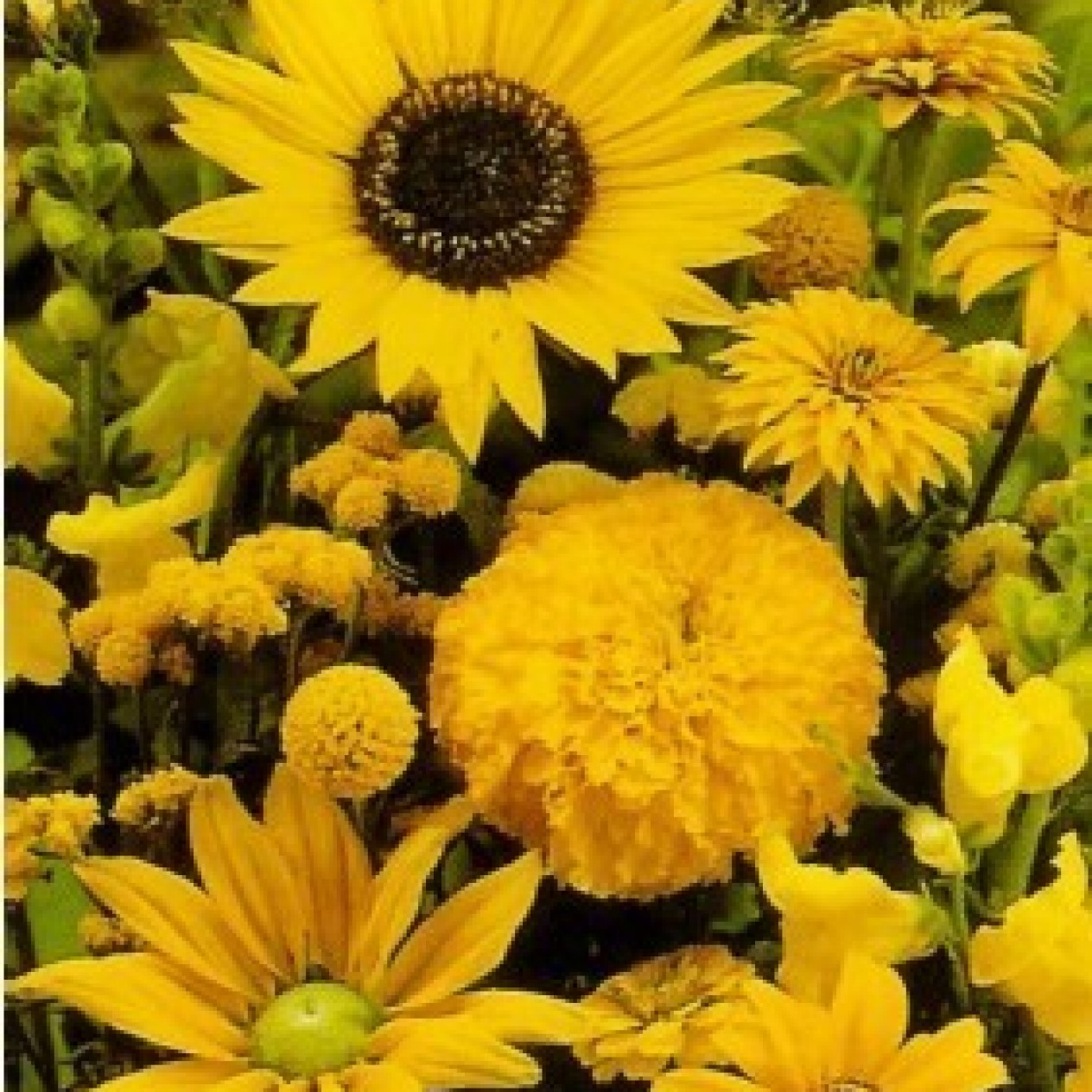 614600-tuinboeket-in-geel