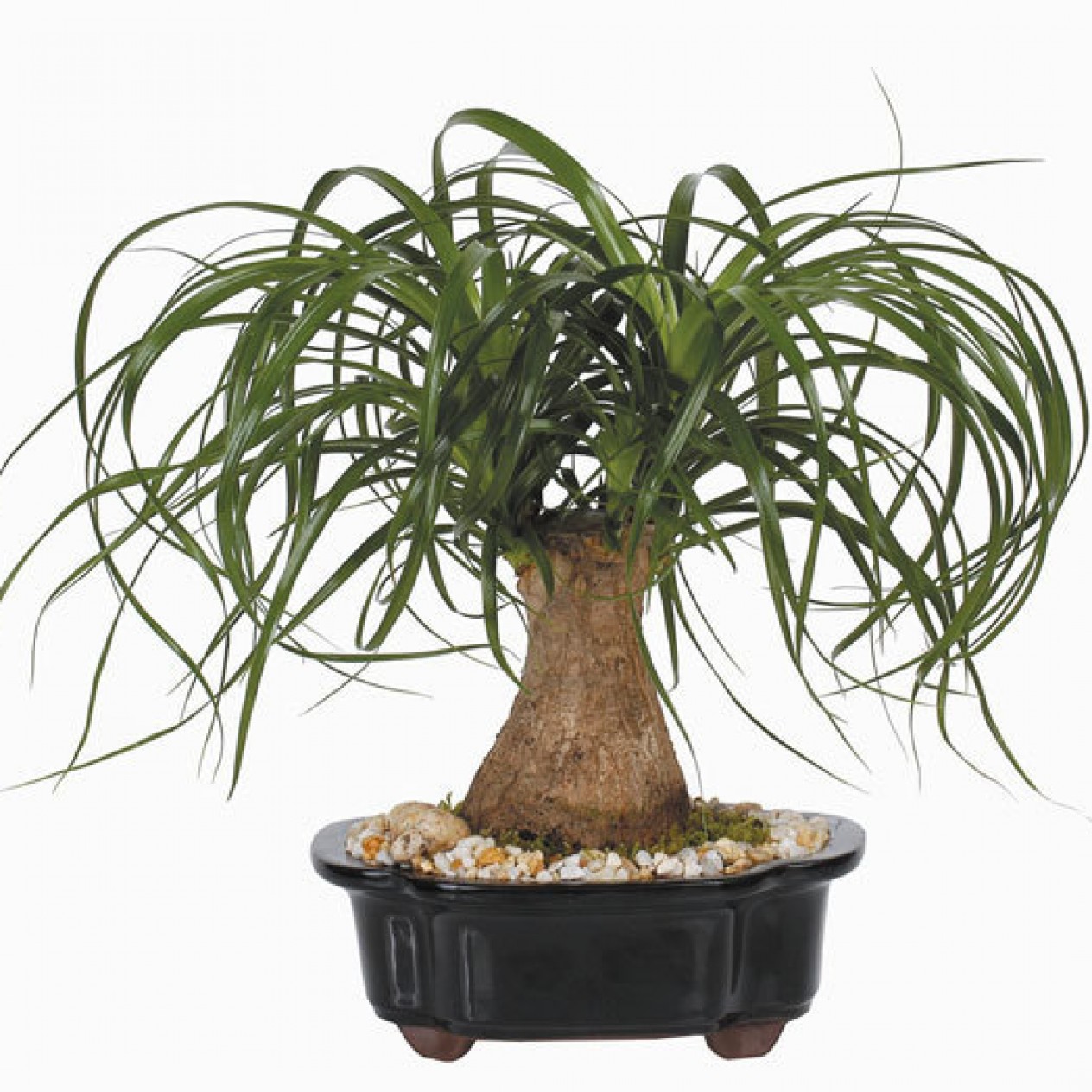 621600-beaucarnea-recurvata