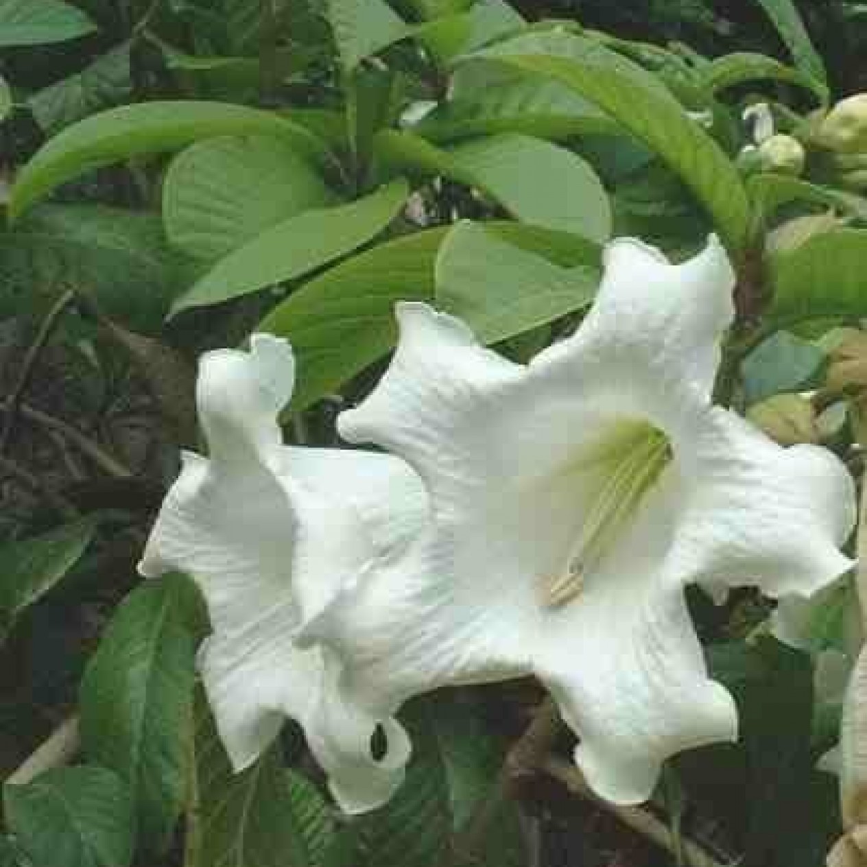 621640-beaumontia-grandiflora