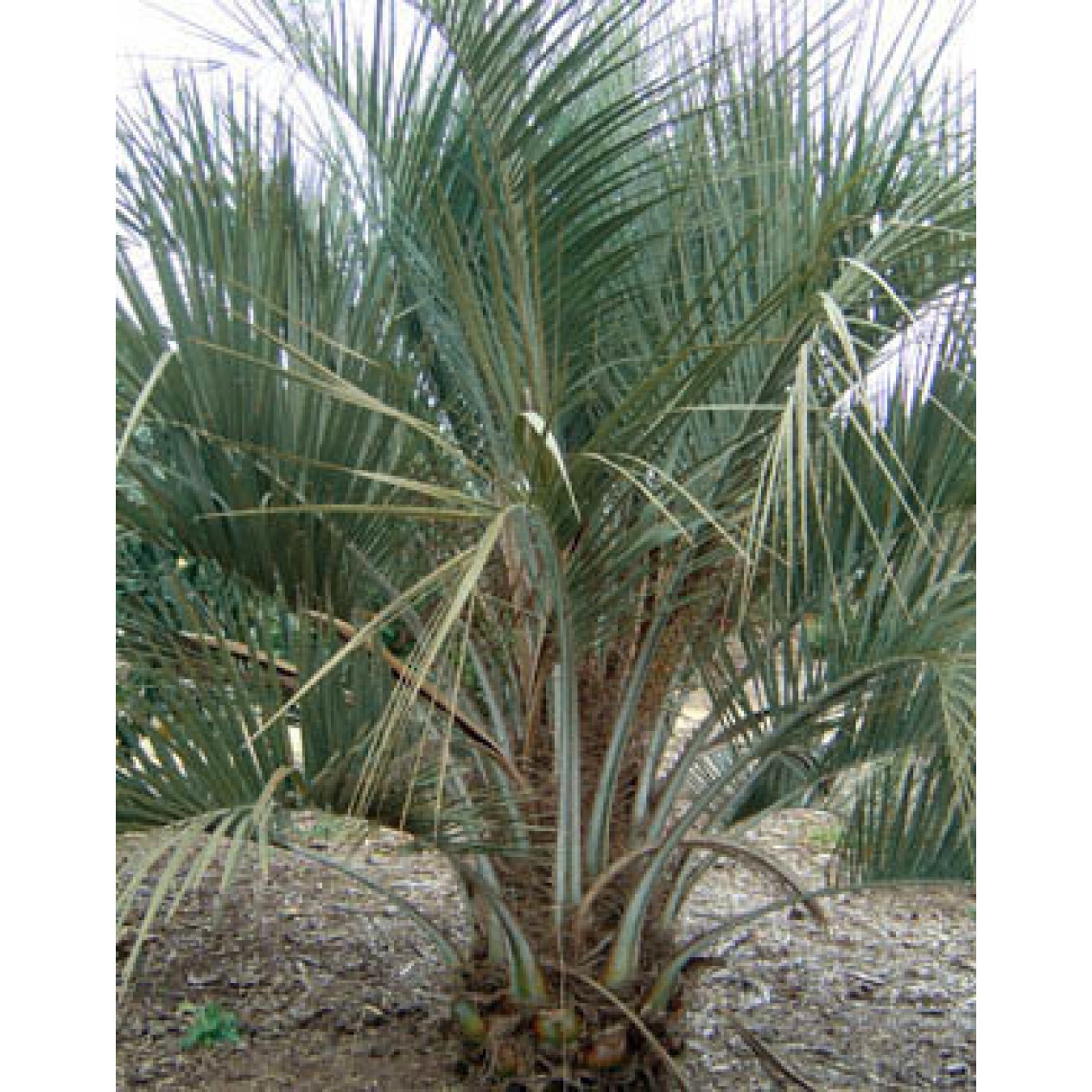 622500-butia-capitata