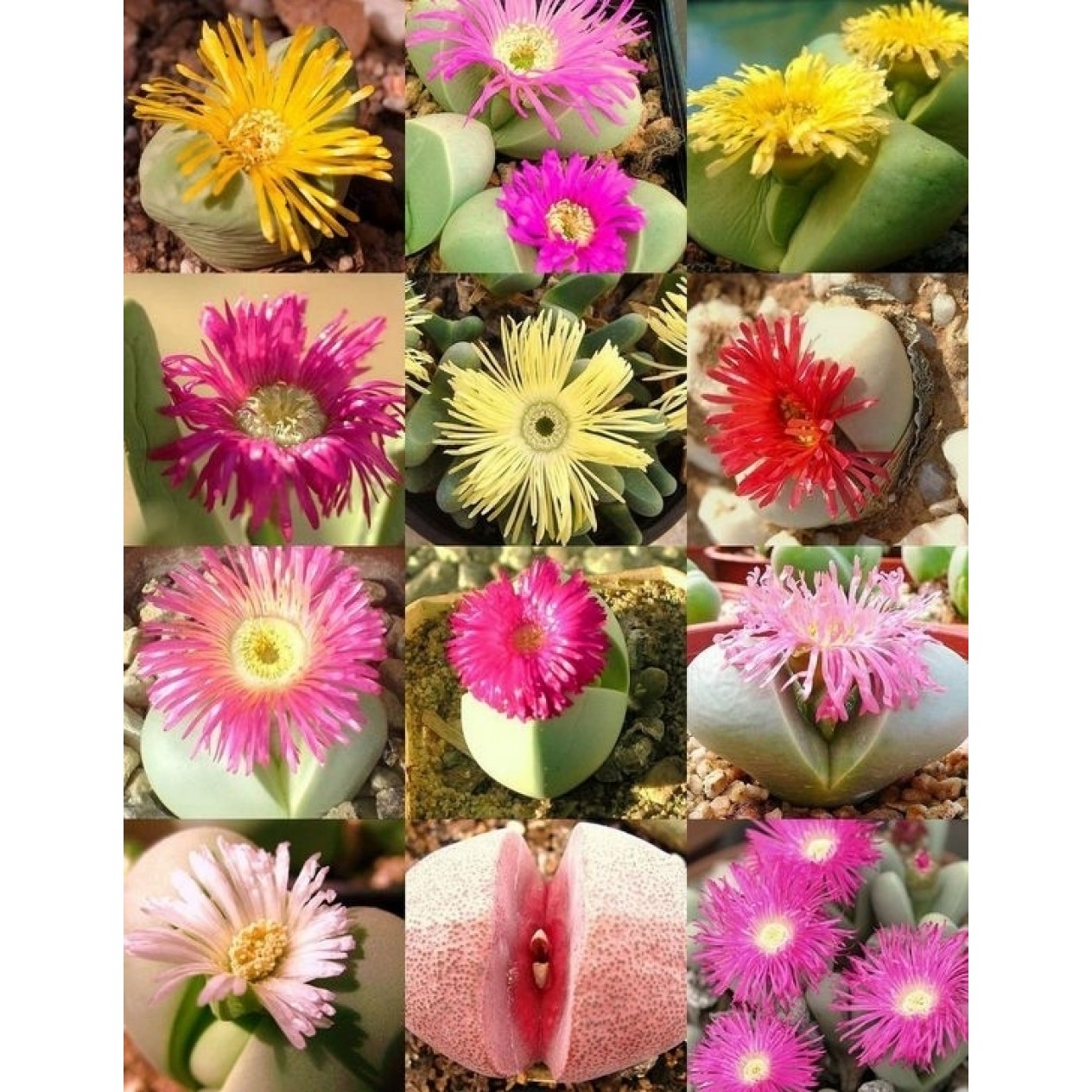 622820-argyroderma-mix