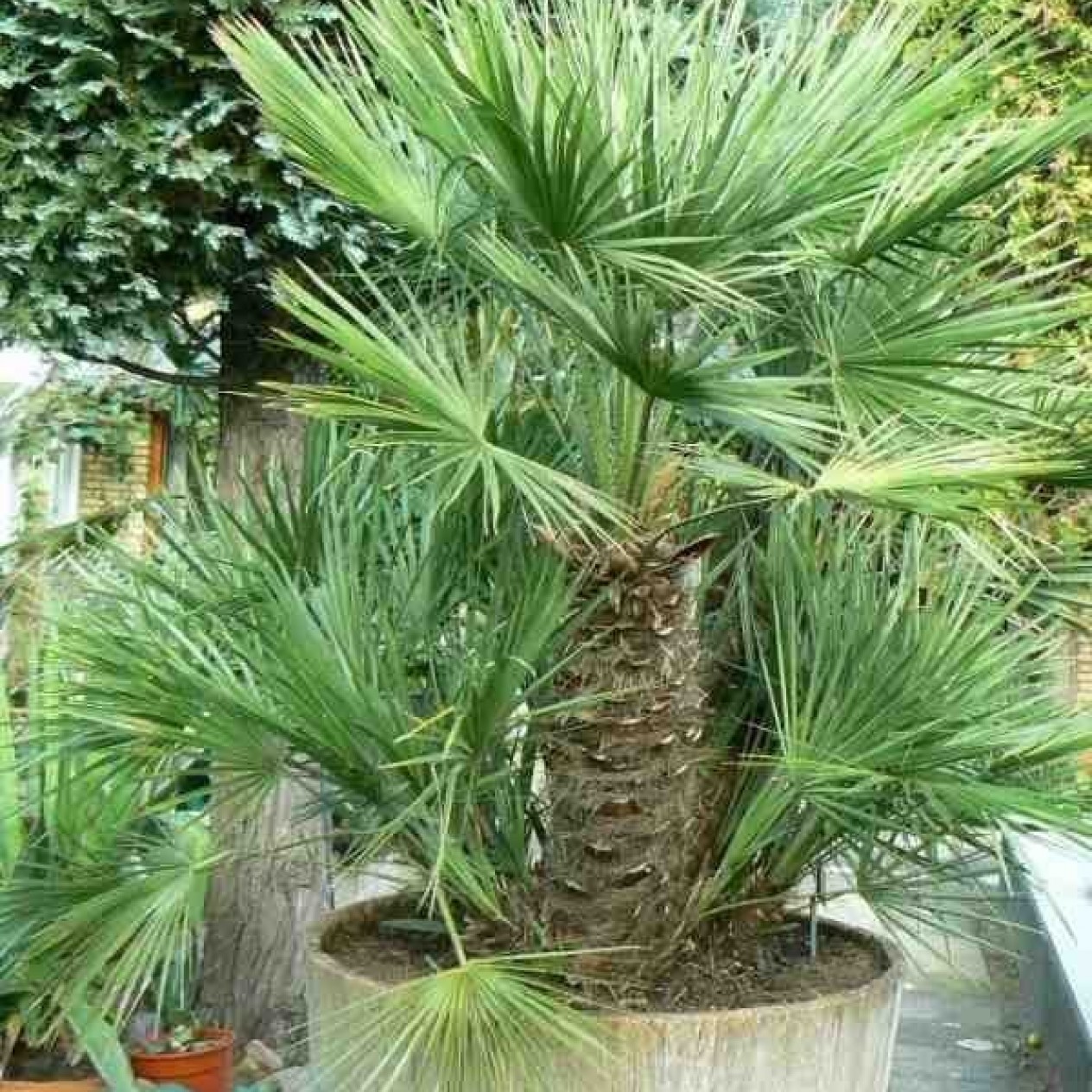 625800-chamaerops-humilis