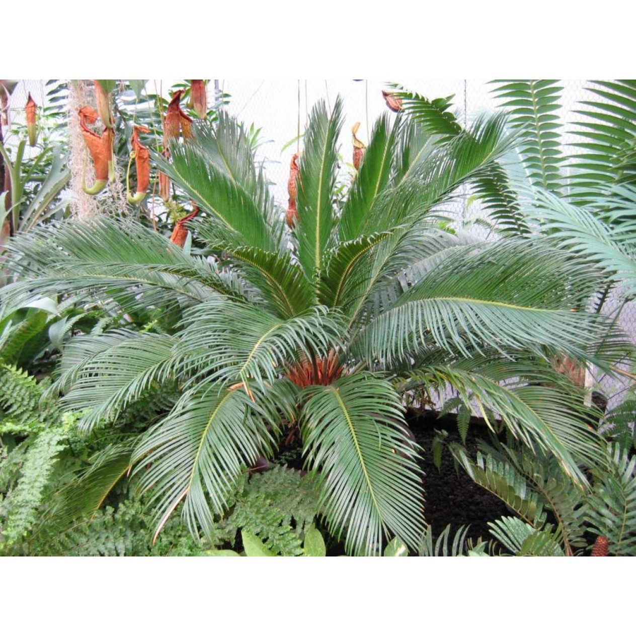 626350-cycas-revoluta