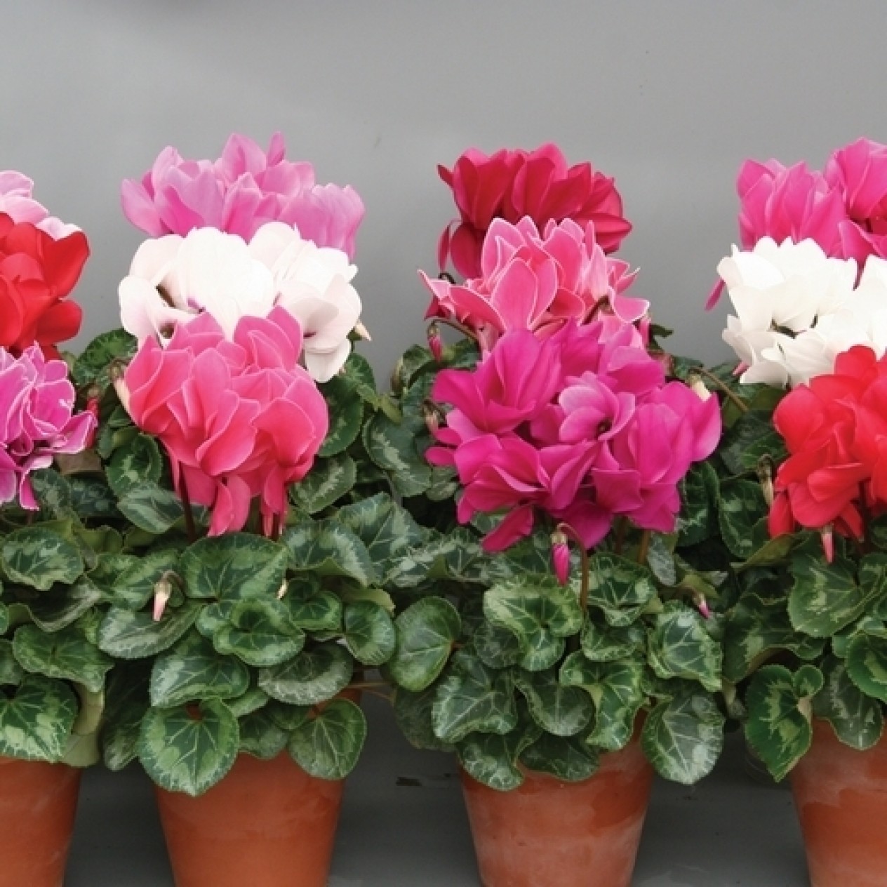626590-cyclamen-persicum-advantage-mix-f2