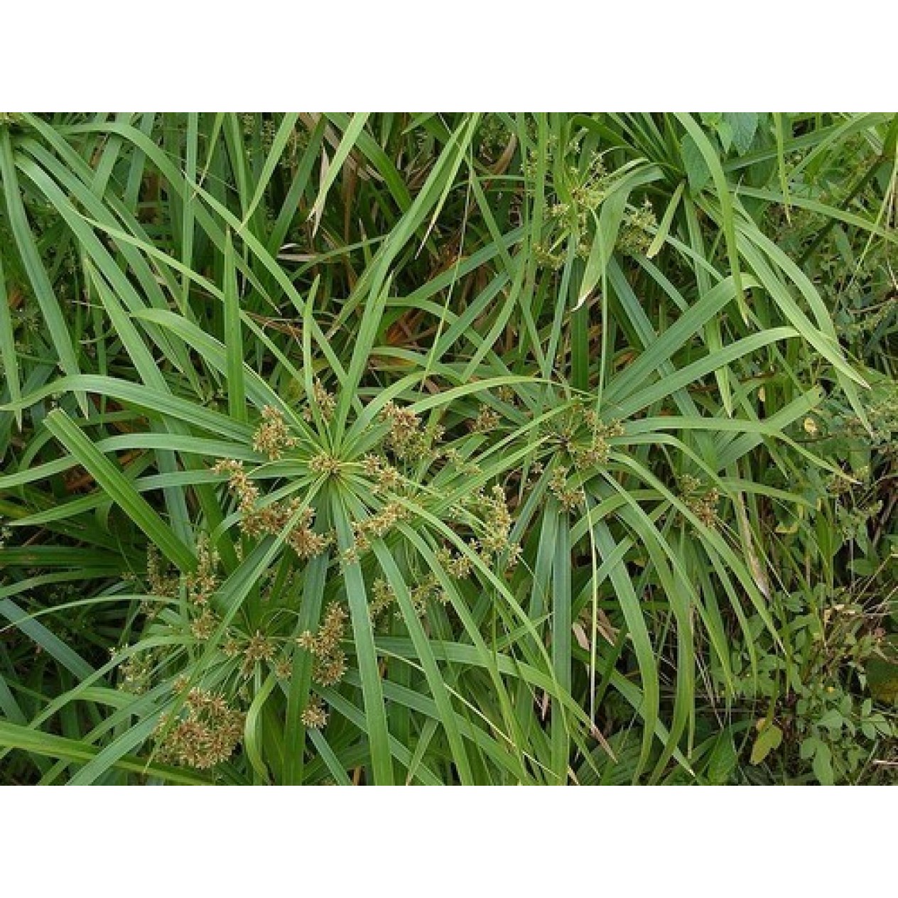 626790-cyperus-alternifolius