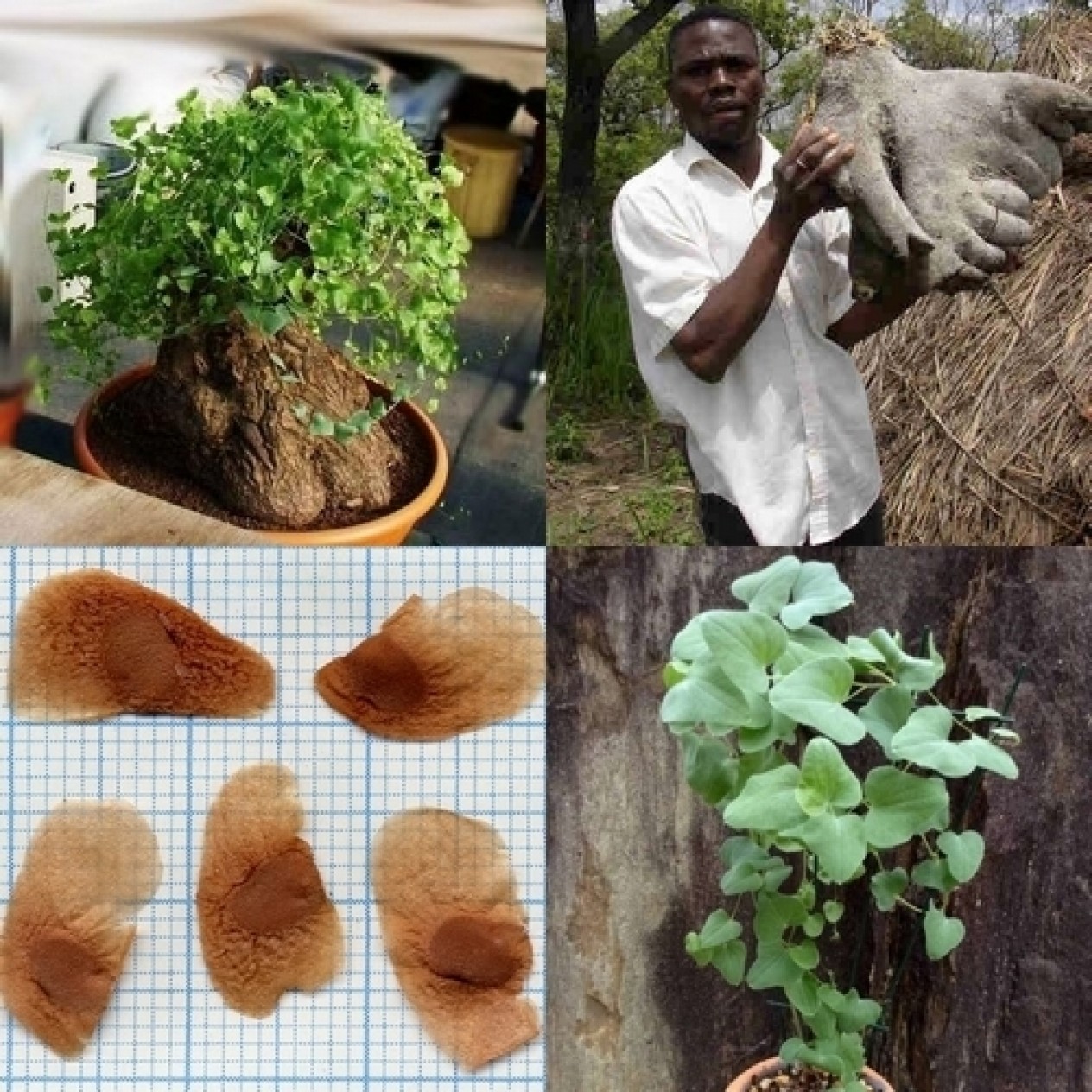 626940-dioscorea-hemicrypta