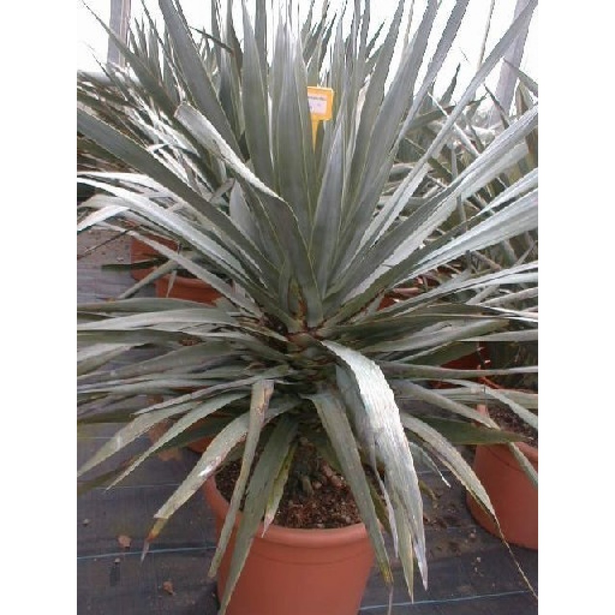 627000-dracaena-draco