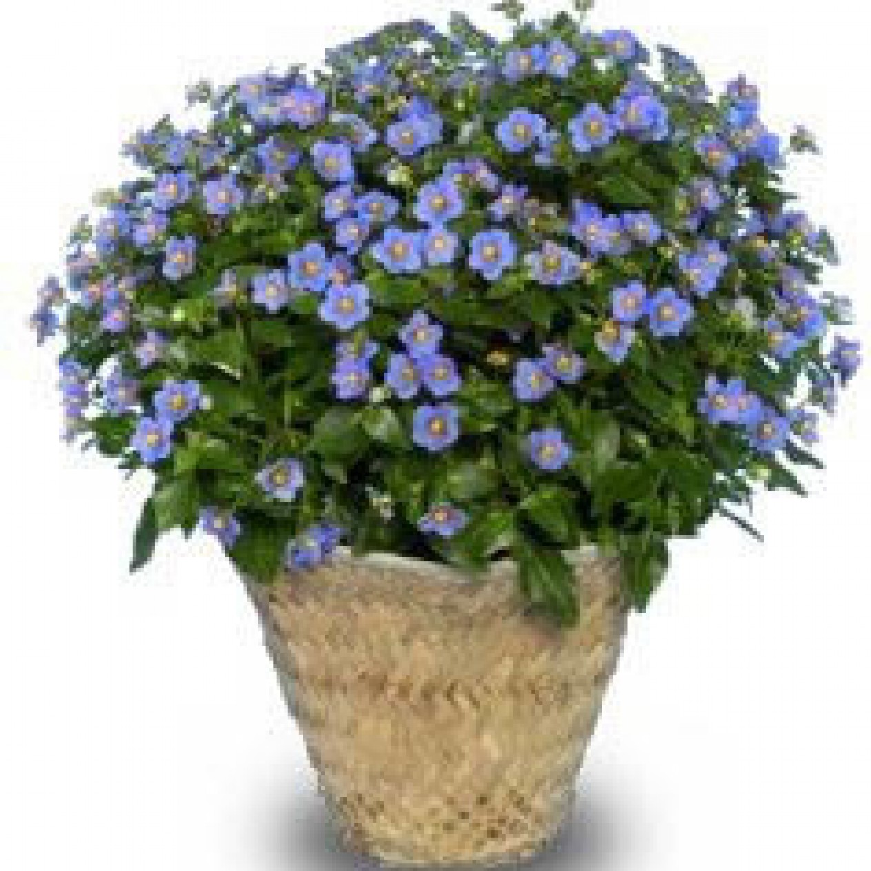 627100-exacum-affine-best-blue
