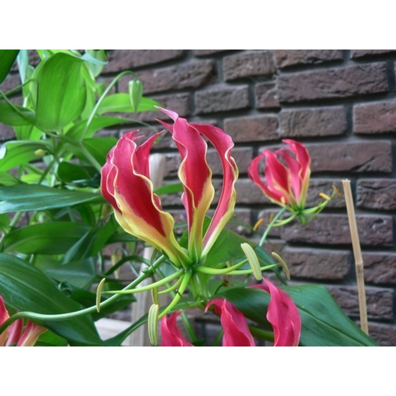 627790-gloriosa-rothschildiana