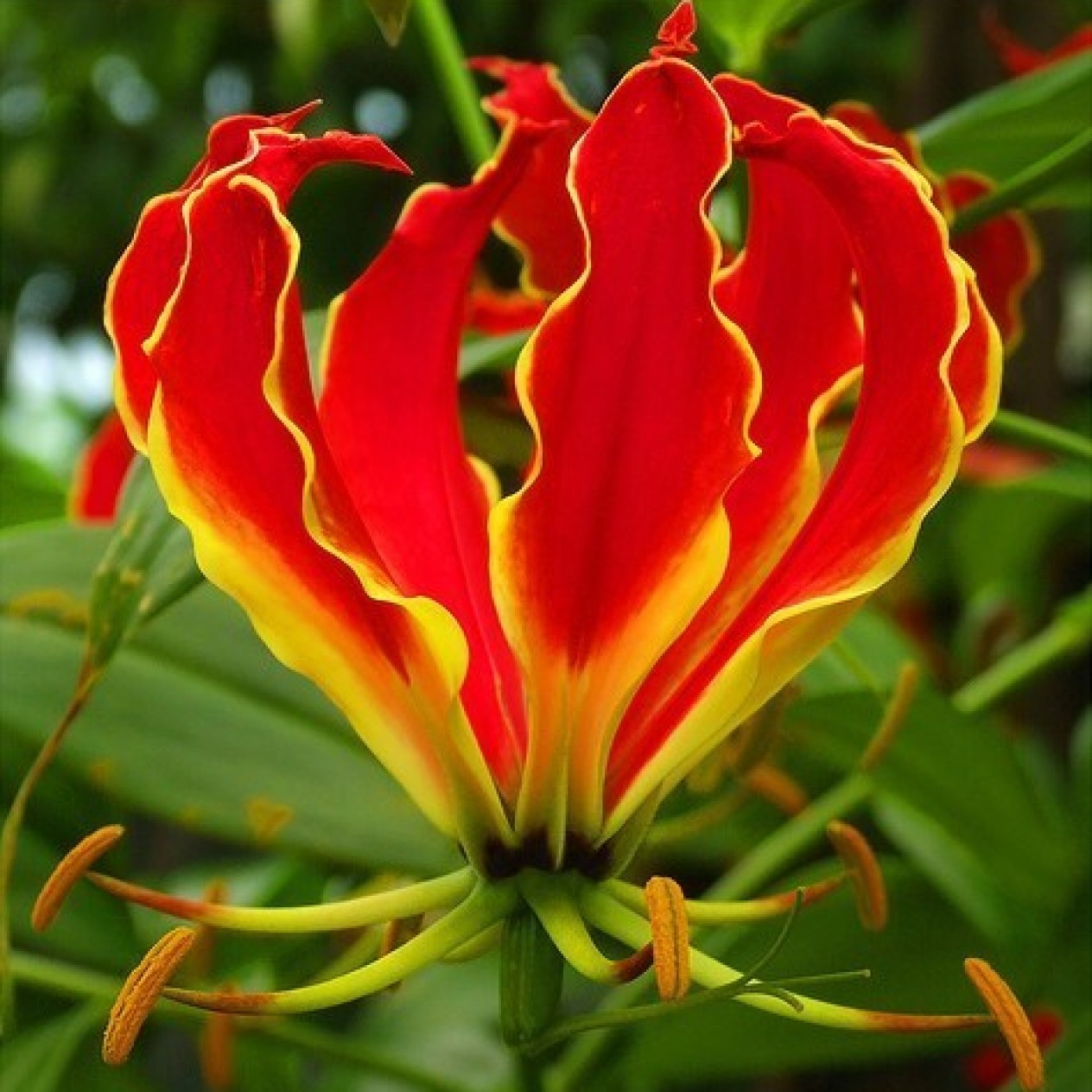 627800-gloriosa-superba-mix