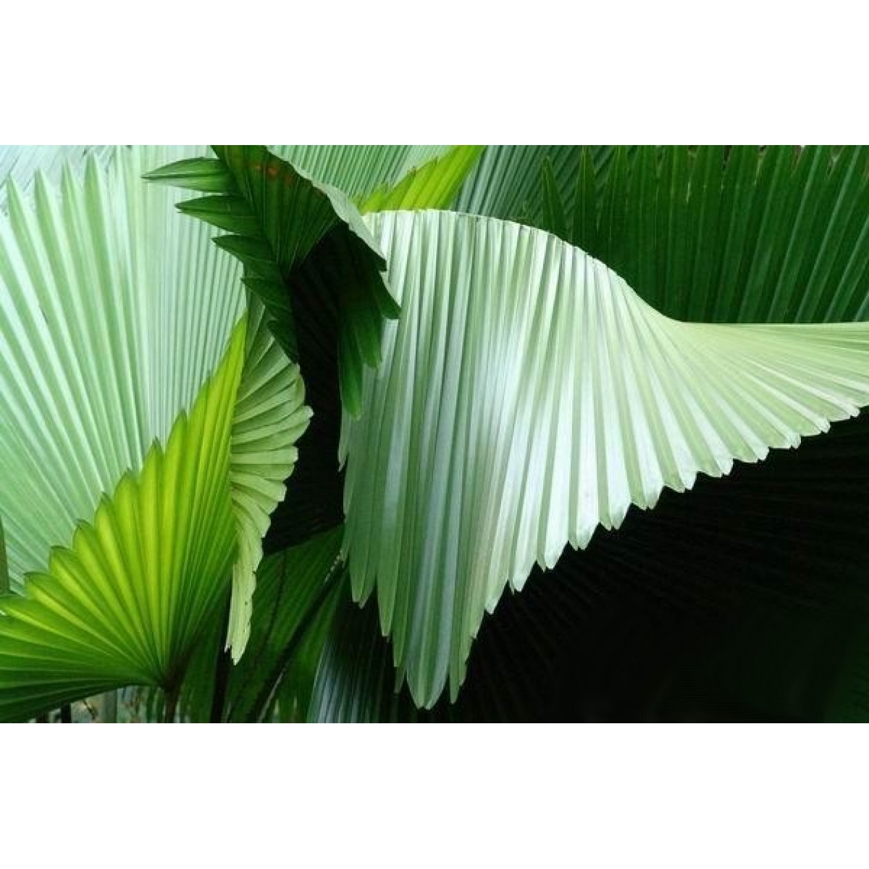 628910-licuala-grandis