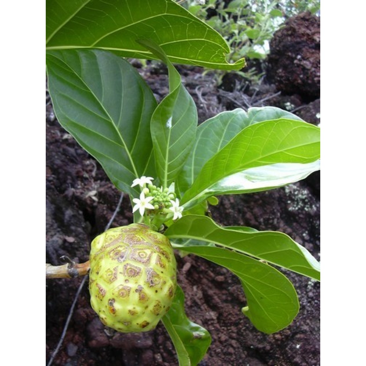 628960-morinda-citrifolia