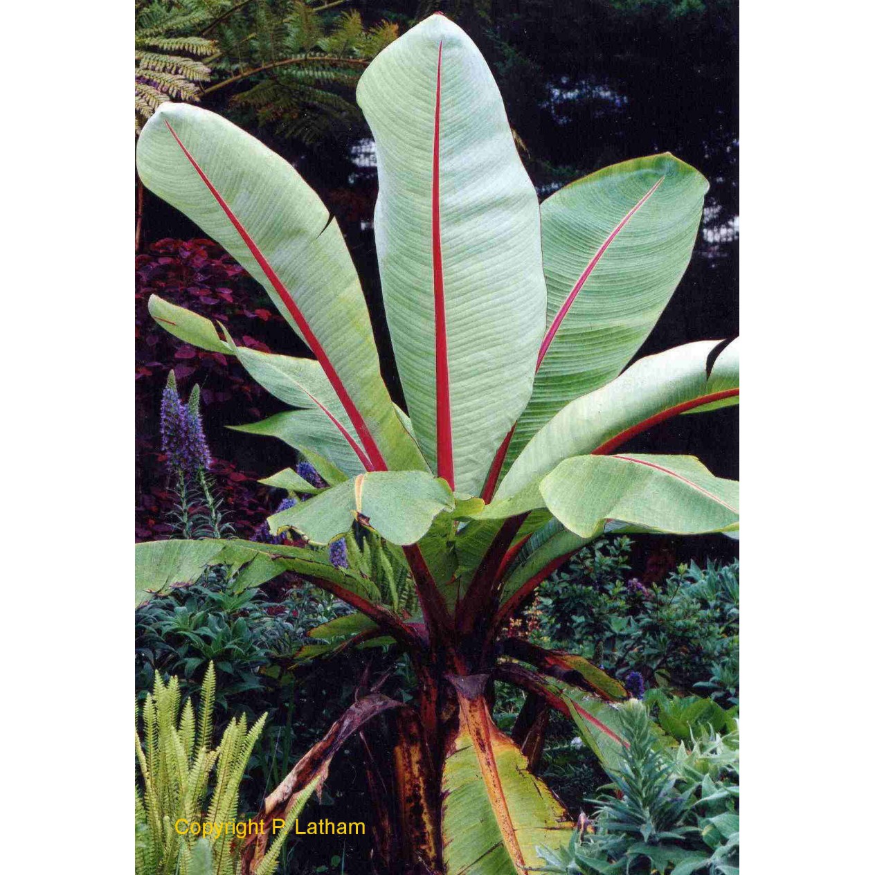 629000-musa-ensete