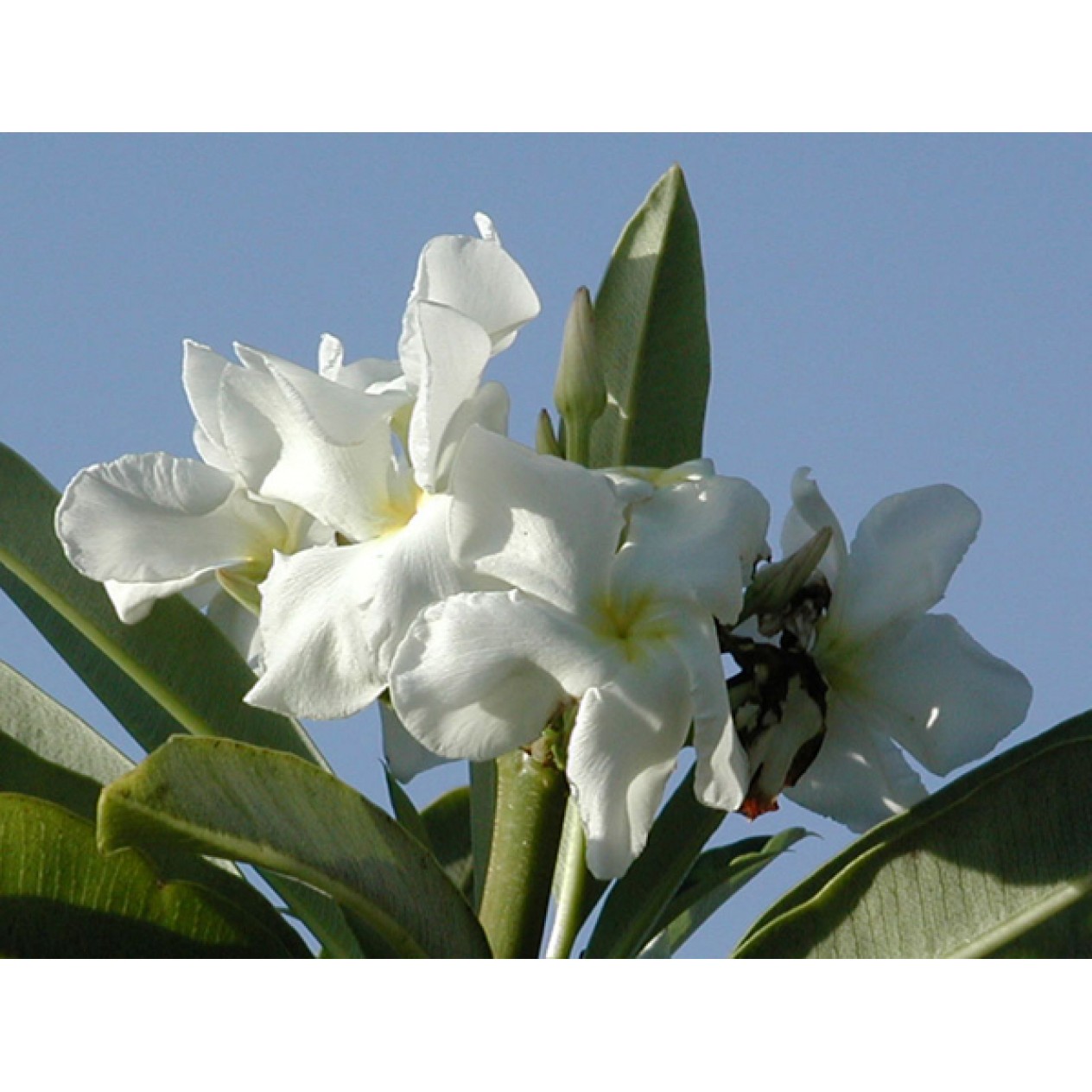 629300-pachypodium-lamerei