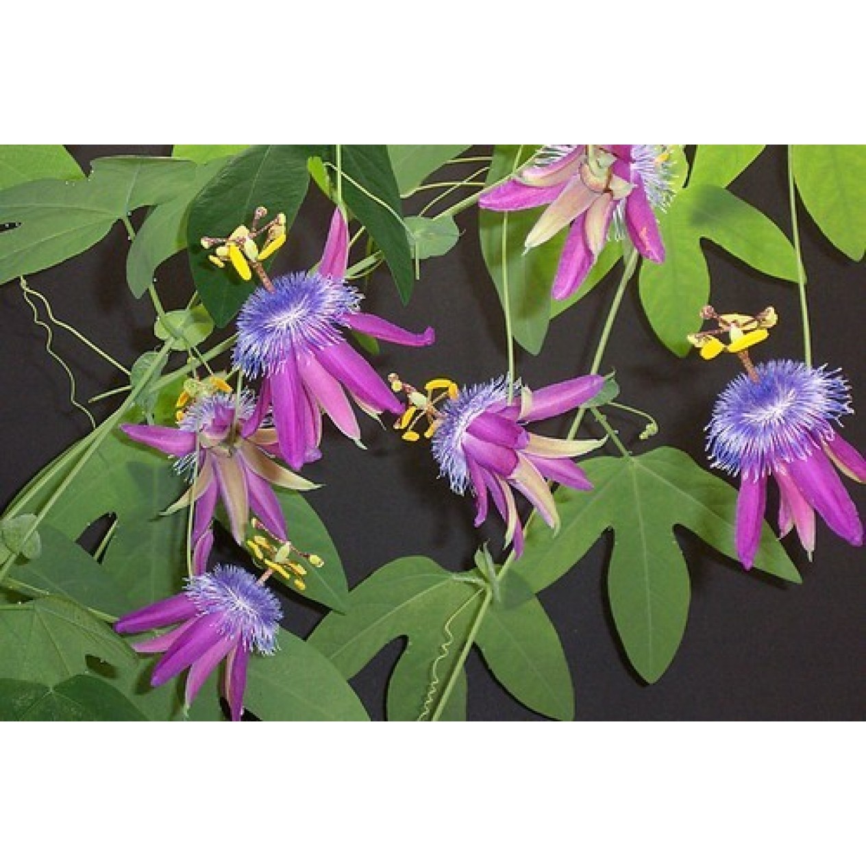 645700-passiflora-loefgrenii-corupa