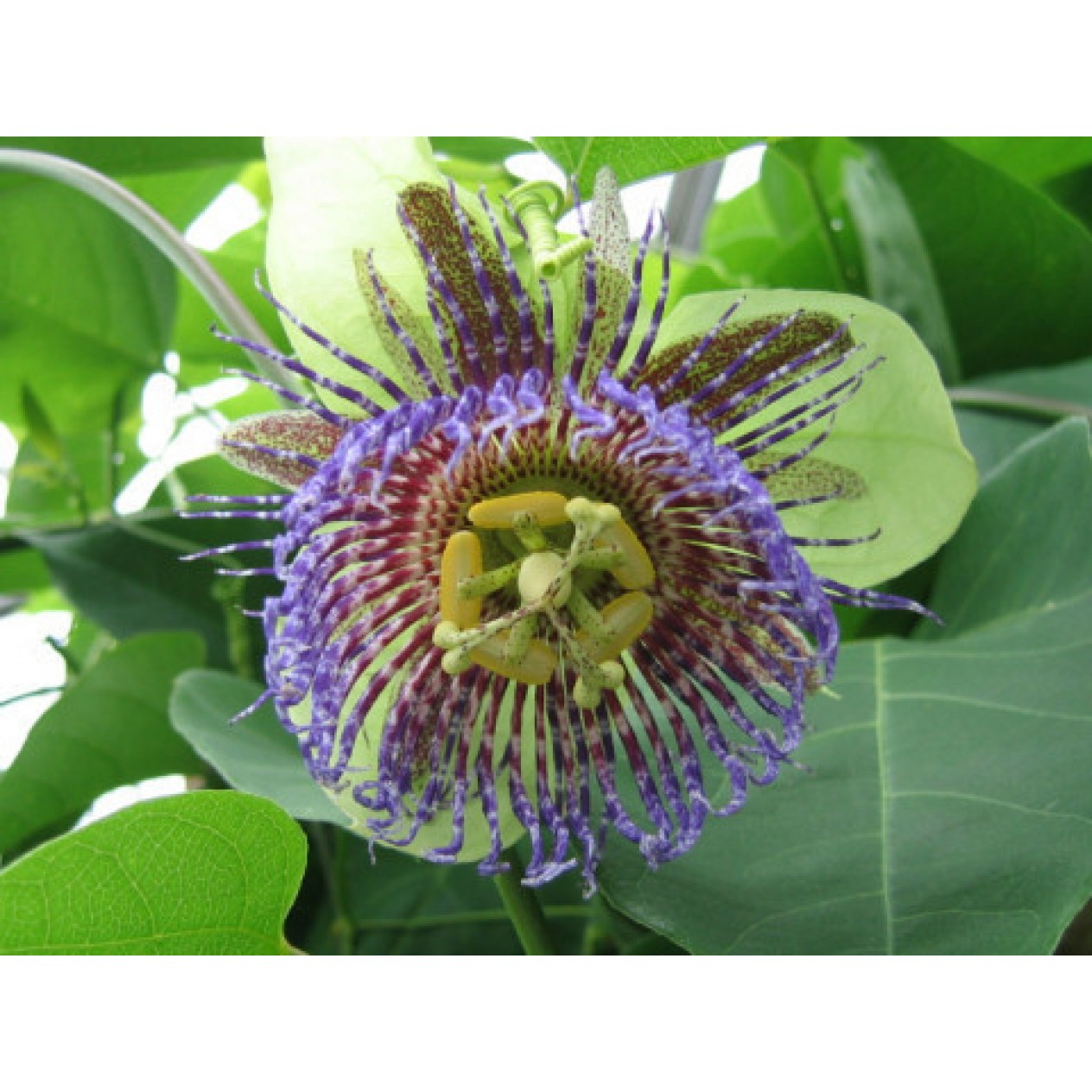 645701-passiflora-maliformis