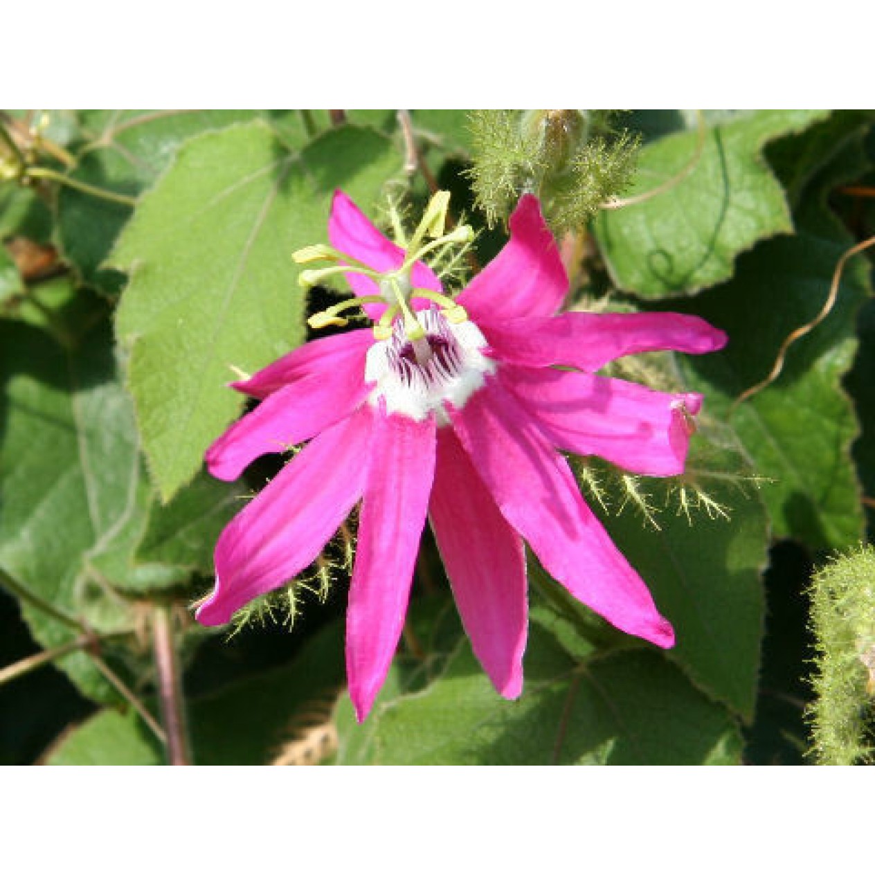 645730-passiflora-palmeri-sublanceolata