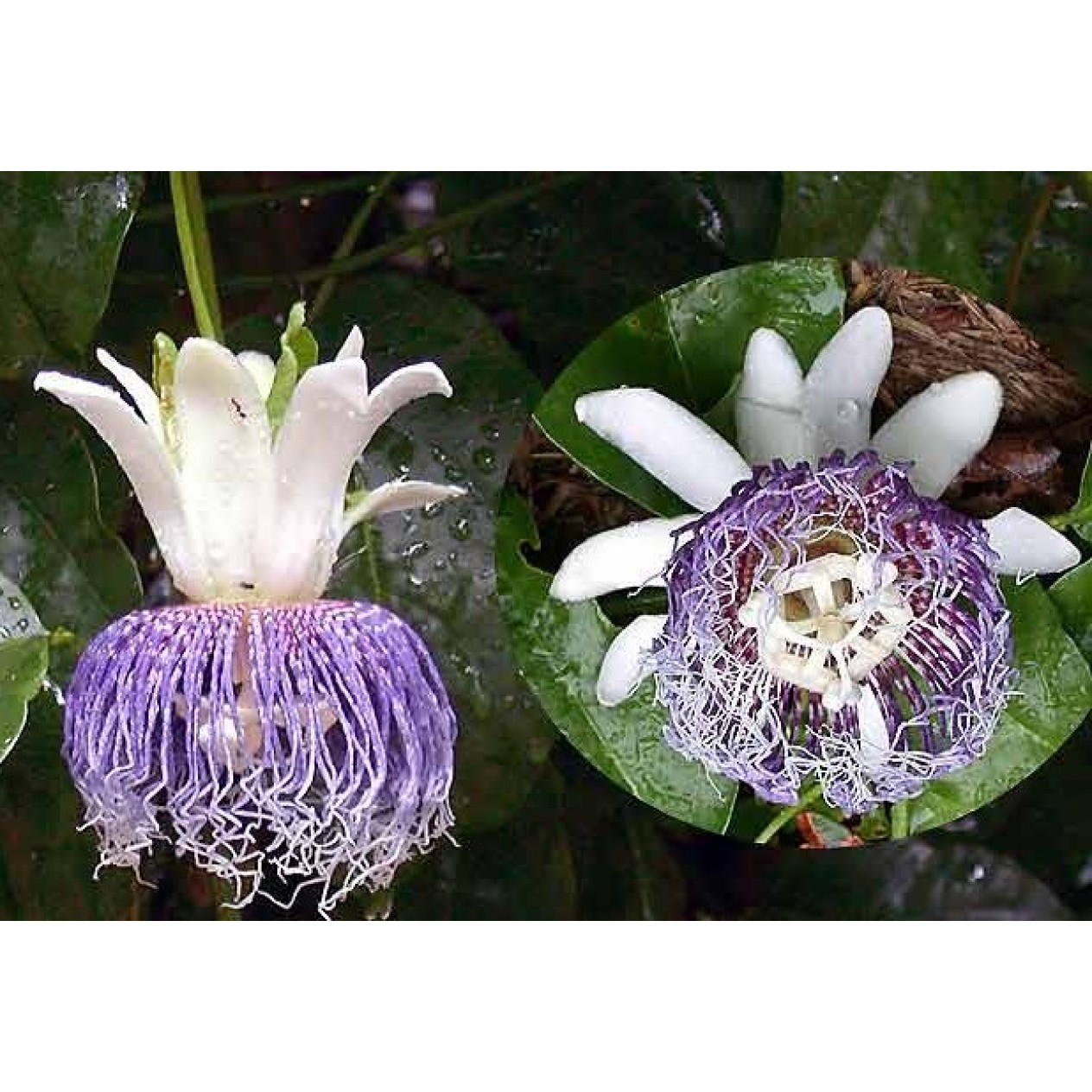 645740-passiflora-nitida