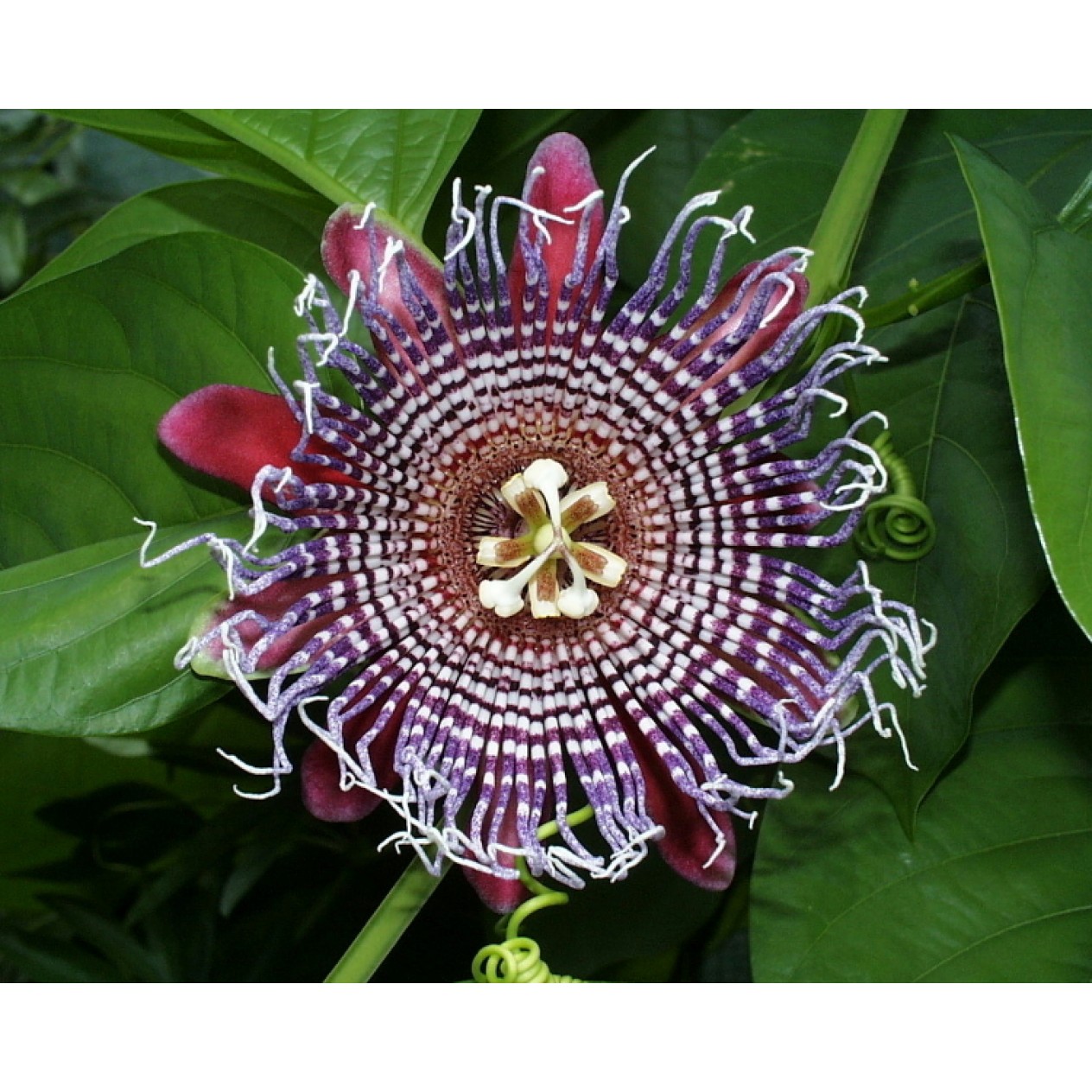 645760-passiflora-quadrangularis