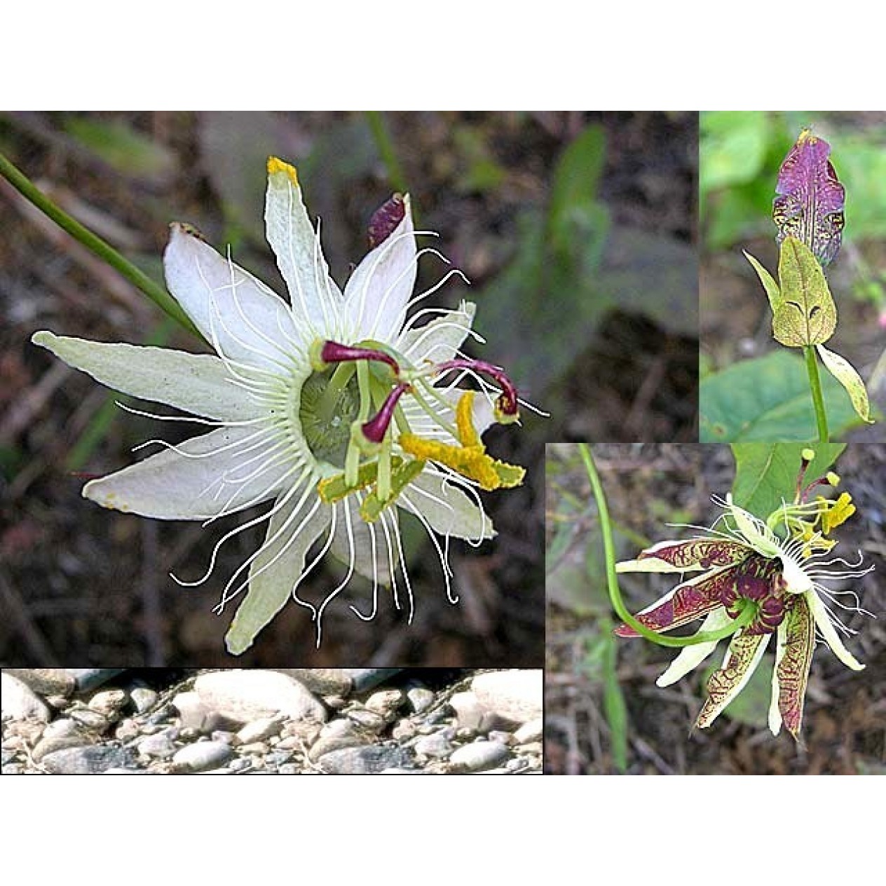 645766-passiflora-setacea