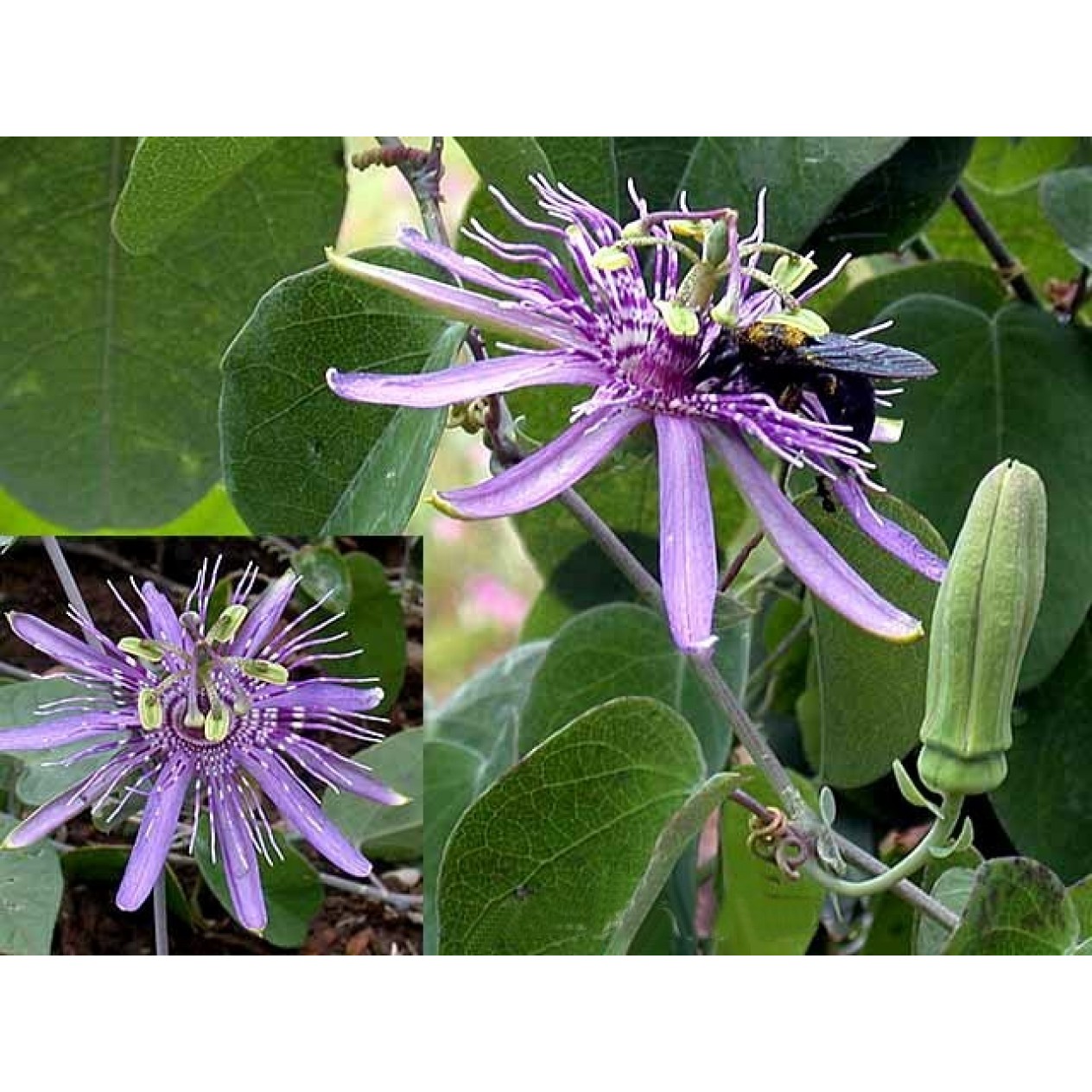 645769-passiflora-subrotunda