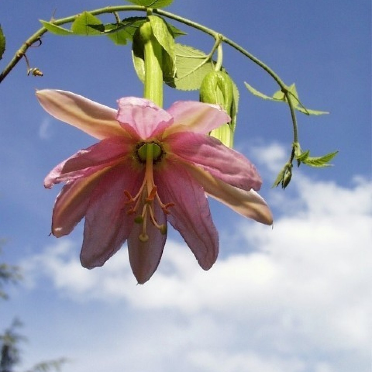 645773-passiflora-tripartita-mucuchies