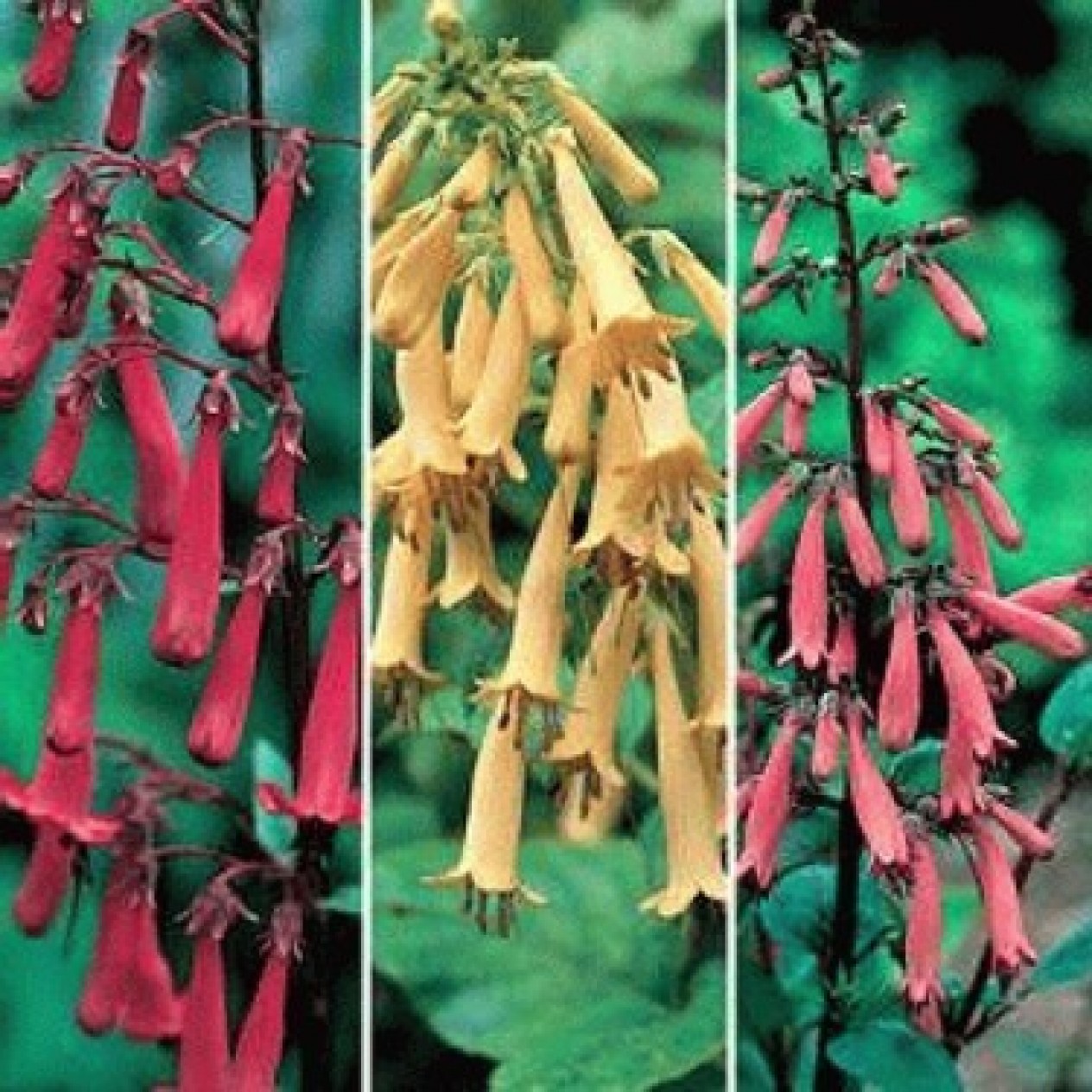 645800-phygelius-species-mixed