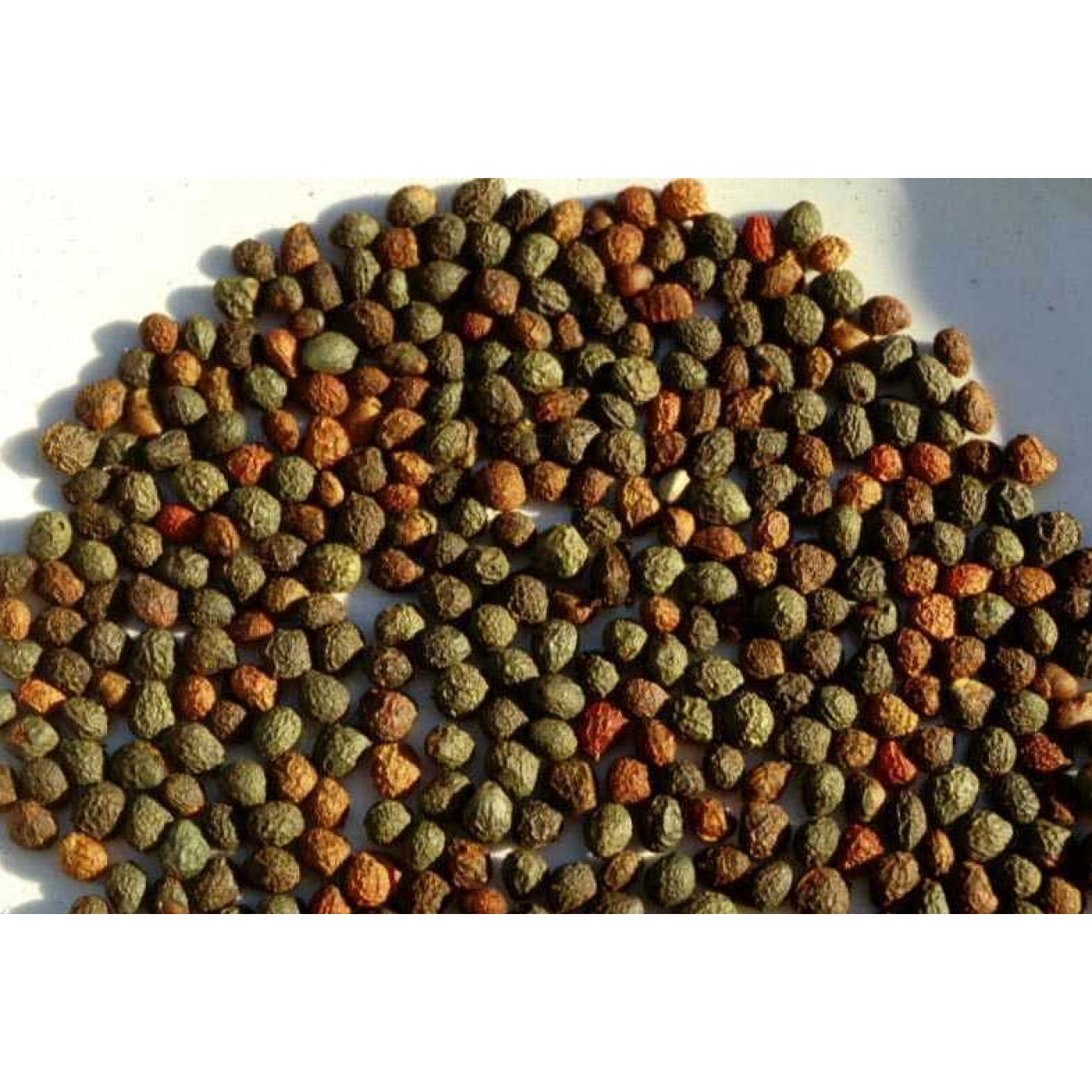 645830-pistacia-terebinthus