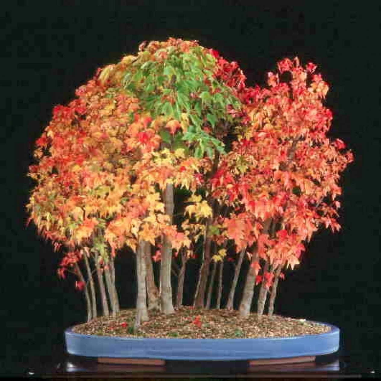 650500-acer-buergerianum